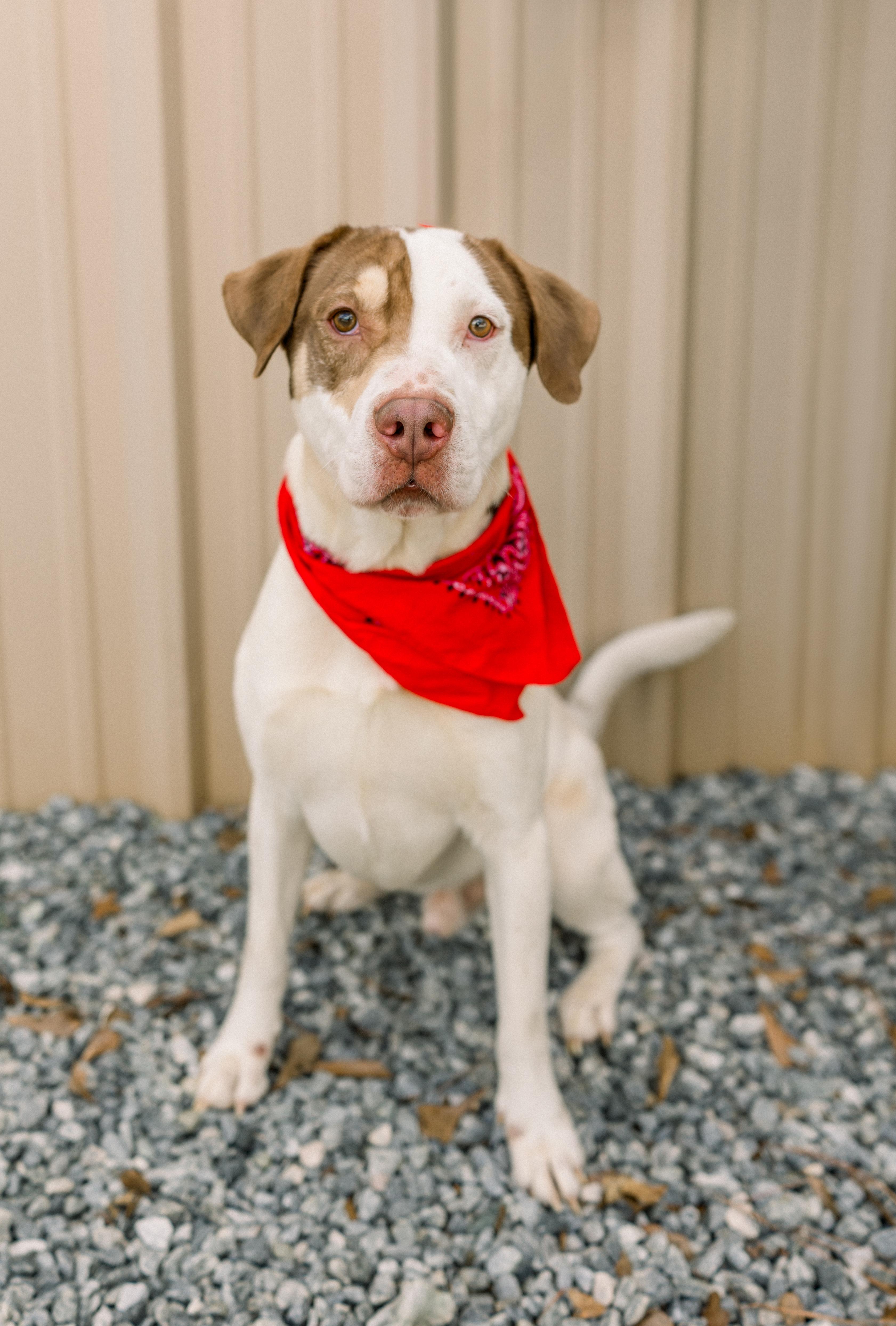 Enlarge PETEY, a ADOPTABLE mixed breed in Newborn, GA image 1/6