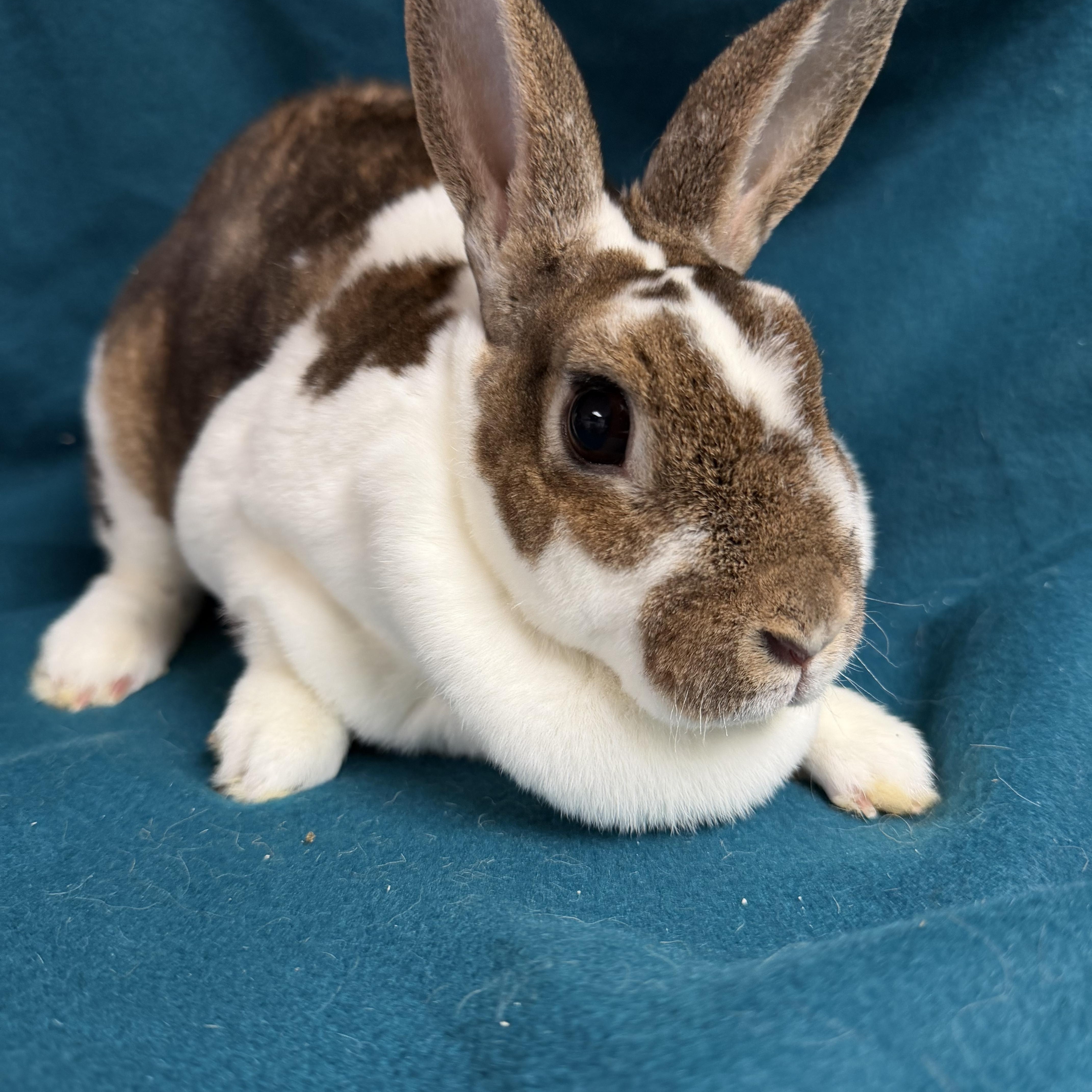 Enlarge Moira: video!!!, a ADOPTABLE Mini Rex in Edinburg, PA image 2/6