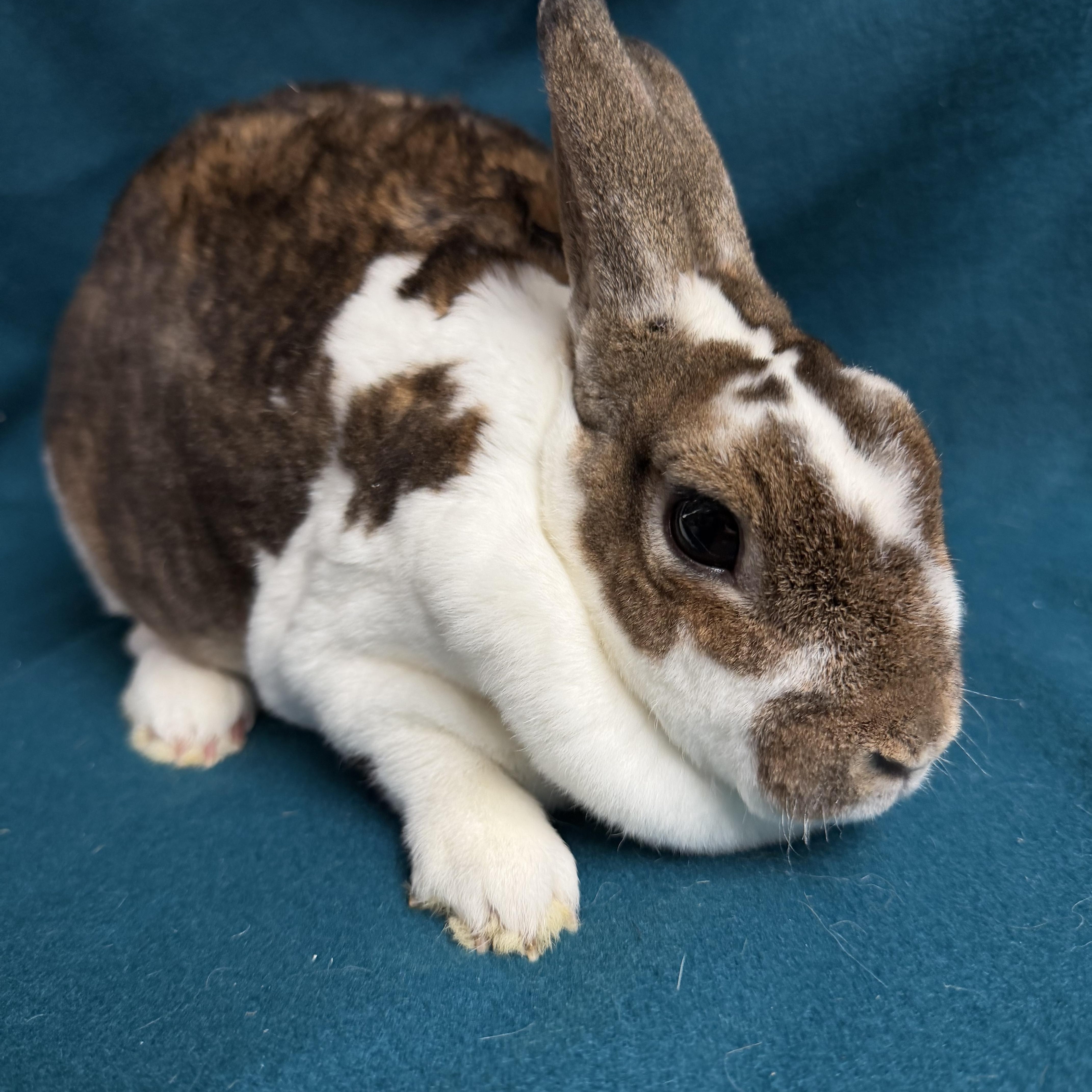 Moira: video!!!, ADOPTABLE, Young Female Mini Rex.