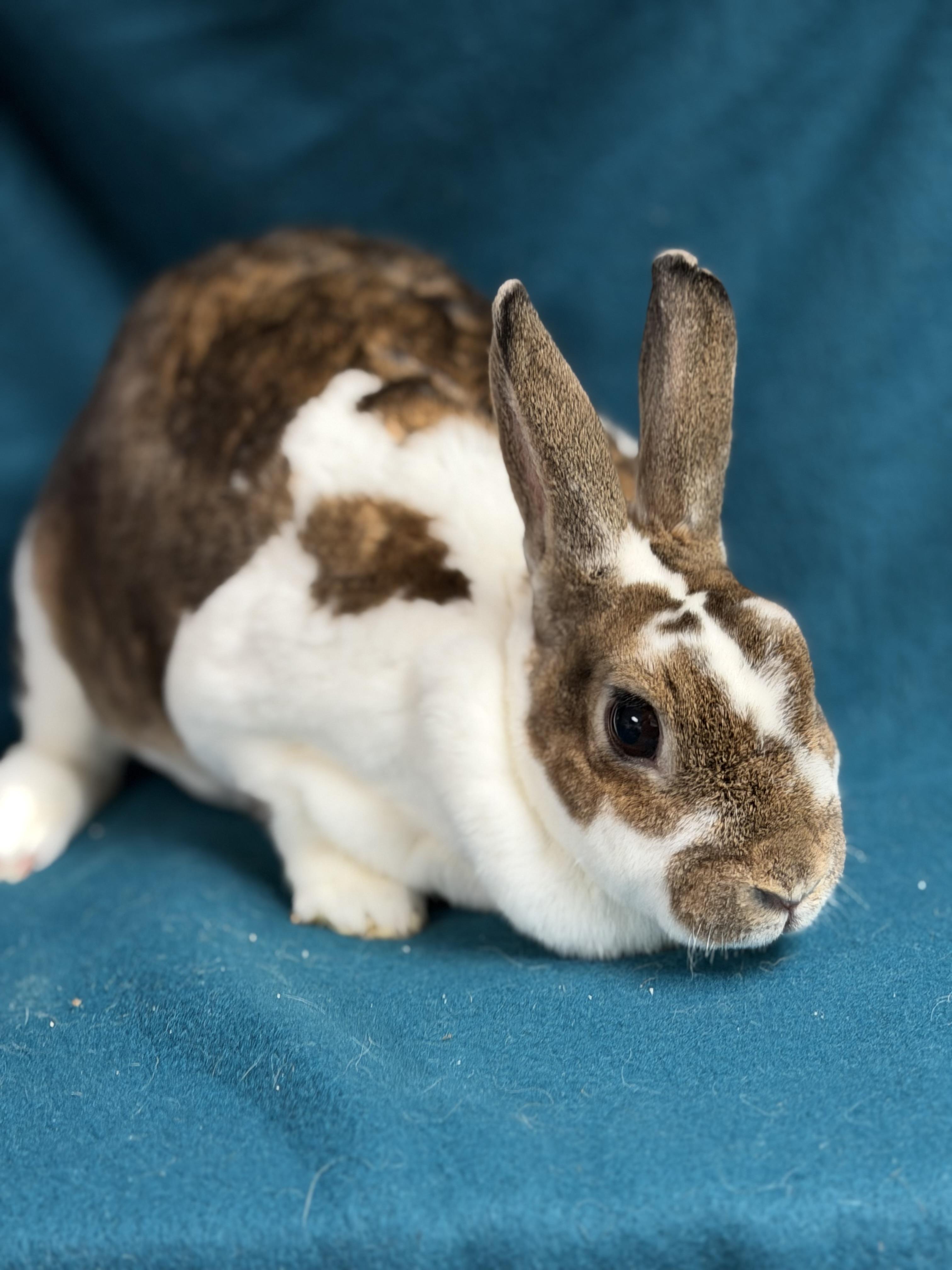 Enlarge Moira: video!!!, a ADOPTABLE Mini Rex in Edinburg, PA image 3/6
