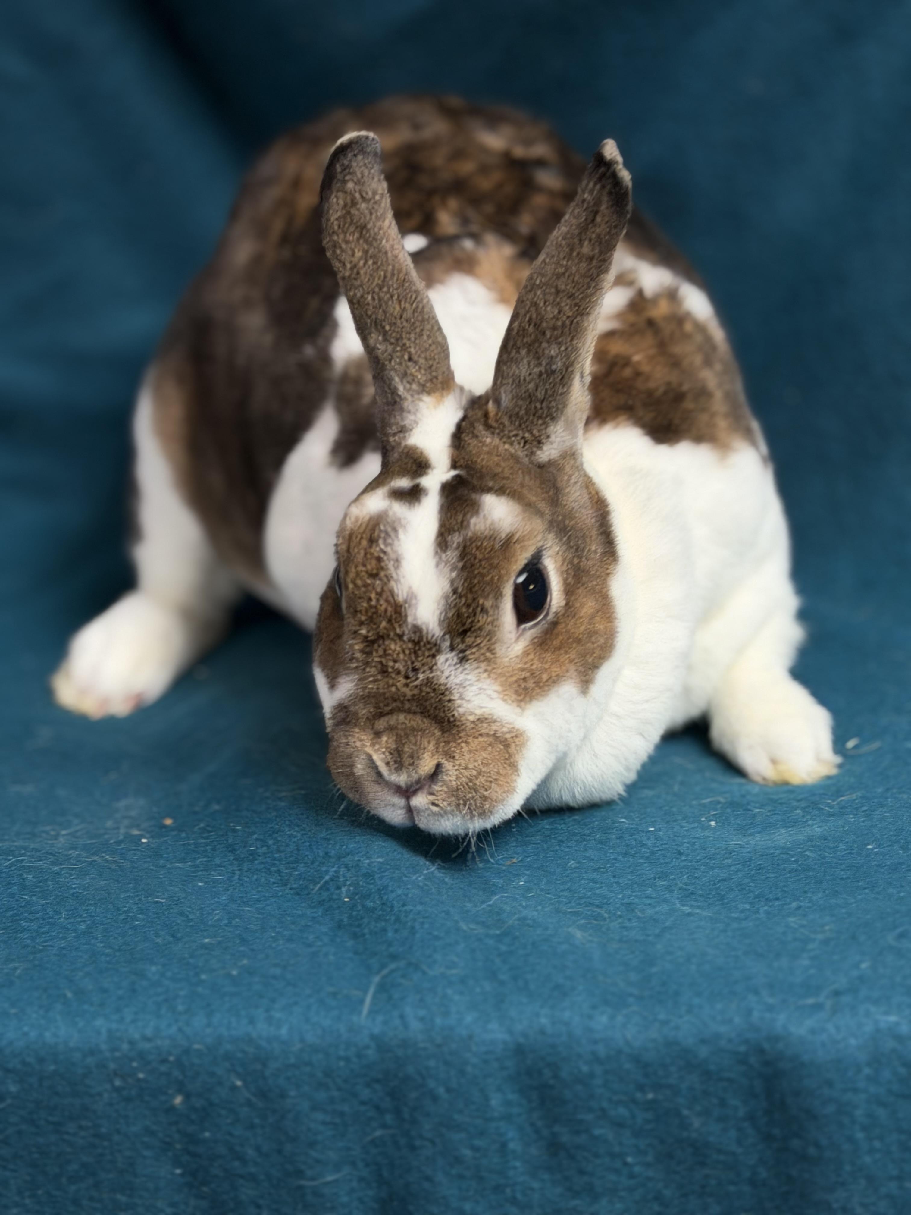 Enlarge Moira: video!!!, a ADOPTABLE Mini Rex in Edinburg, PA image 4/6