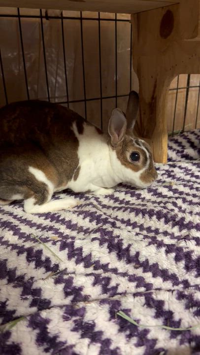 Enlarge Moira: video!!!, a ADOPTABLE Mini Rex in Edinburg, PA video 6/6