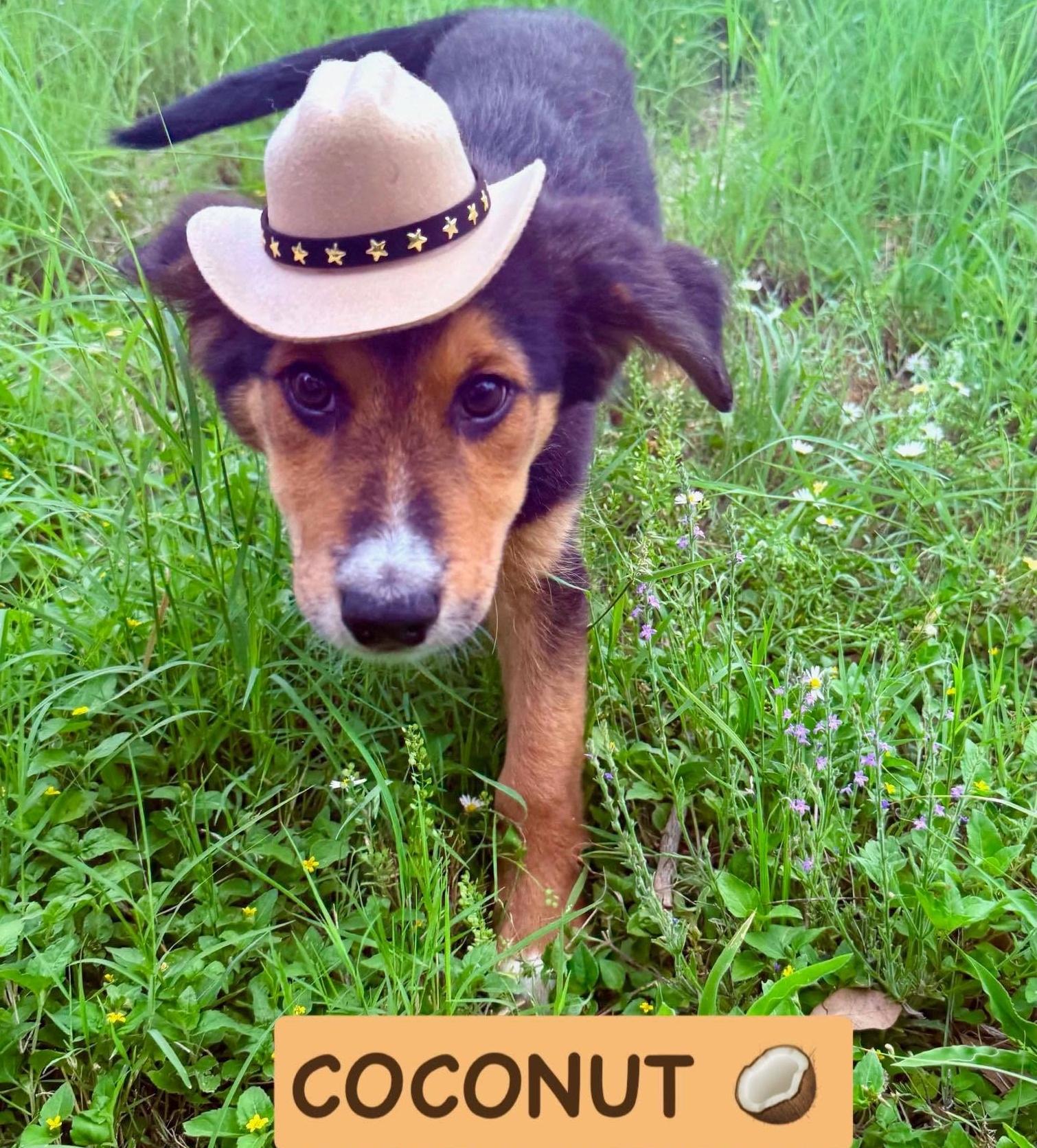 Coconut, ADOPTABLE, Puppy Female Collie & Shepherd.