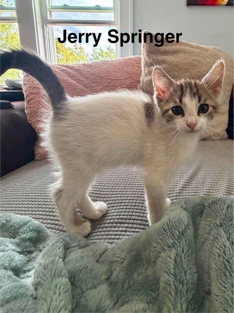 Enlarge Jerry Springer, a Adopted Domestic Short Hair in Cloquet, MN image 1/1