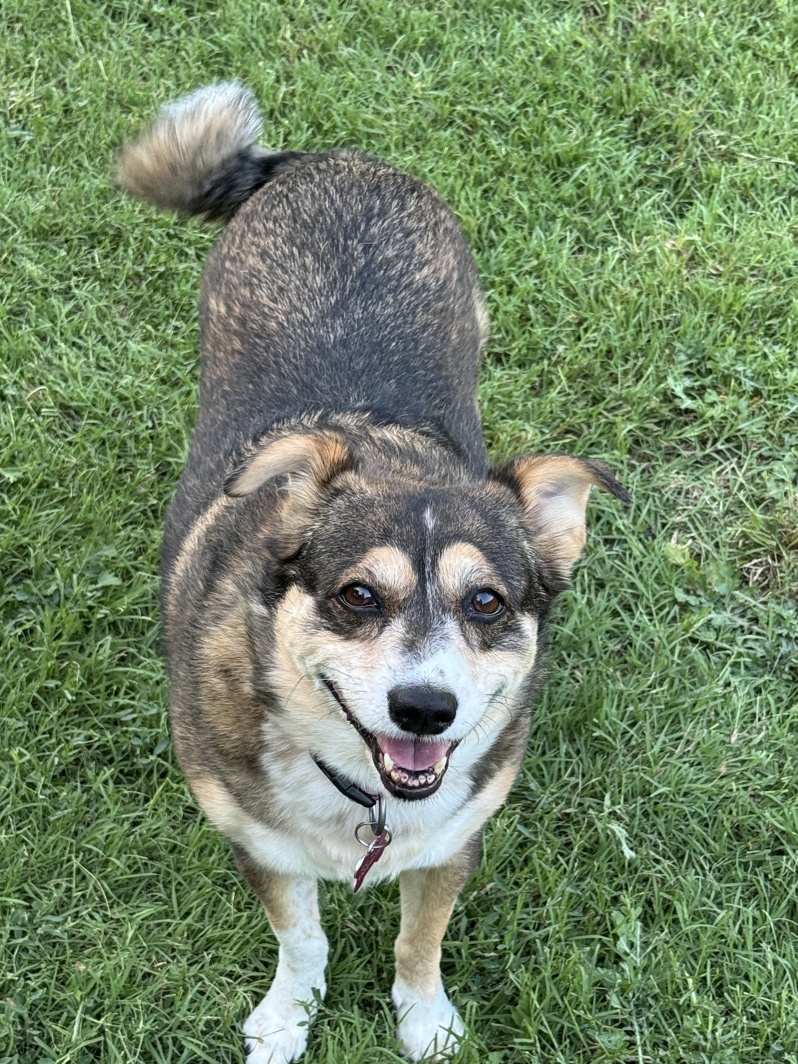 TRIXIE, an adoptable Australian Shepherd in Grand Prairie, TX, 75050 | Photo Image 4