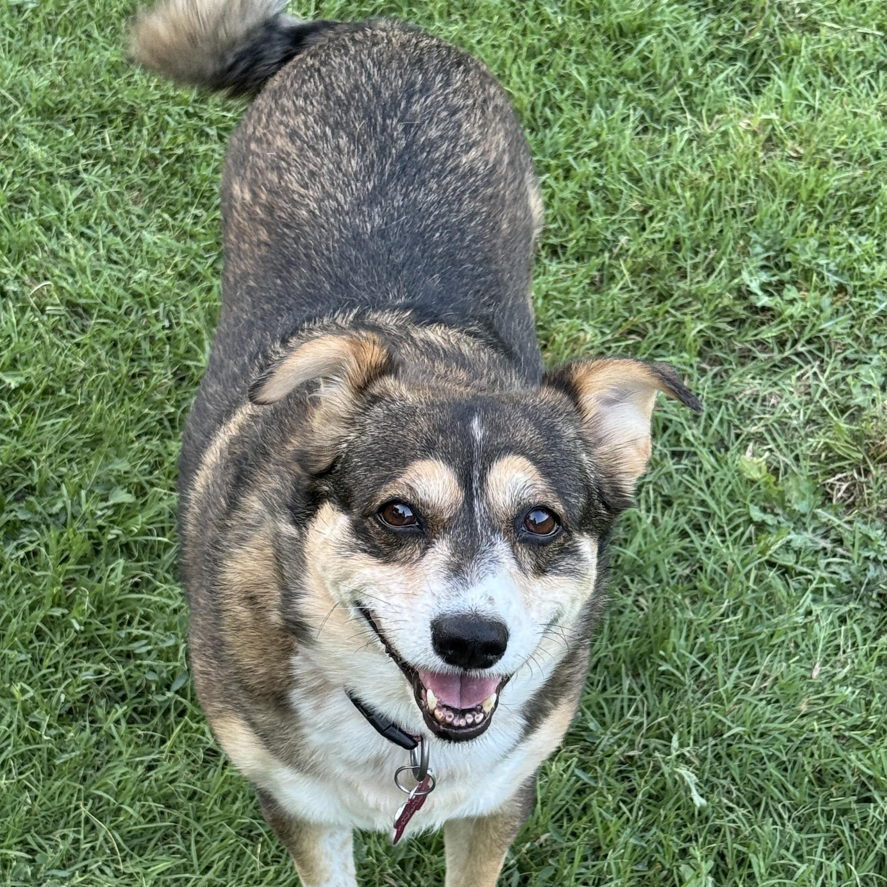 TRIXIE, an adoptable Australian Shepherd in Grand Prairie, TX, 75050 | Photo Image 3