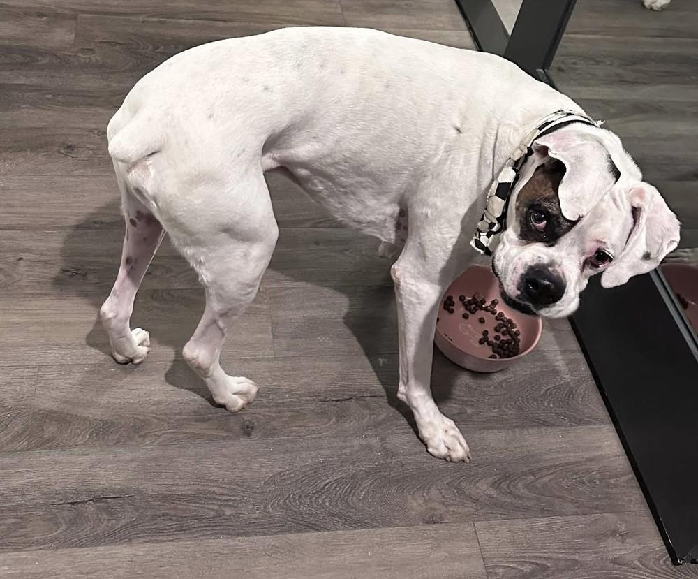 Merlin, Adoptable, Senior Male Boxer.