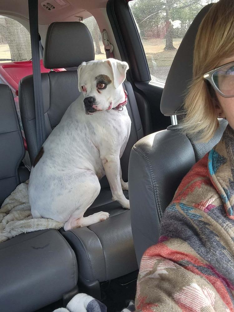 Enlarge Merlin, a Adoptable Boxer in Sanford, MI image 4/6