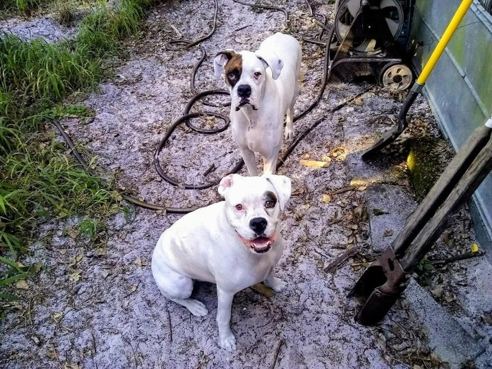 Enlarge Merlin, a Adoptable Boxer in Sanford, MI image 5/6