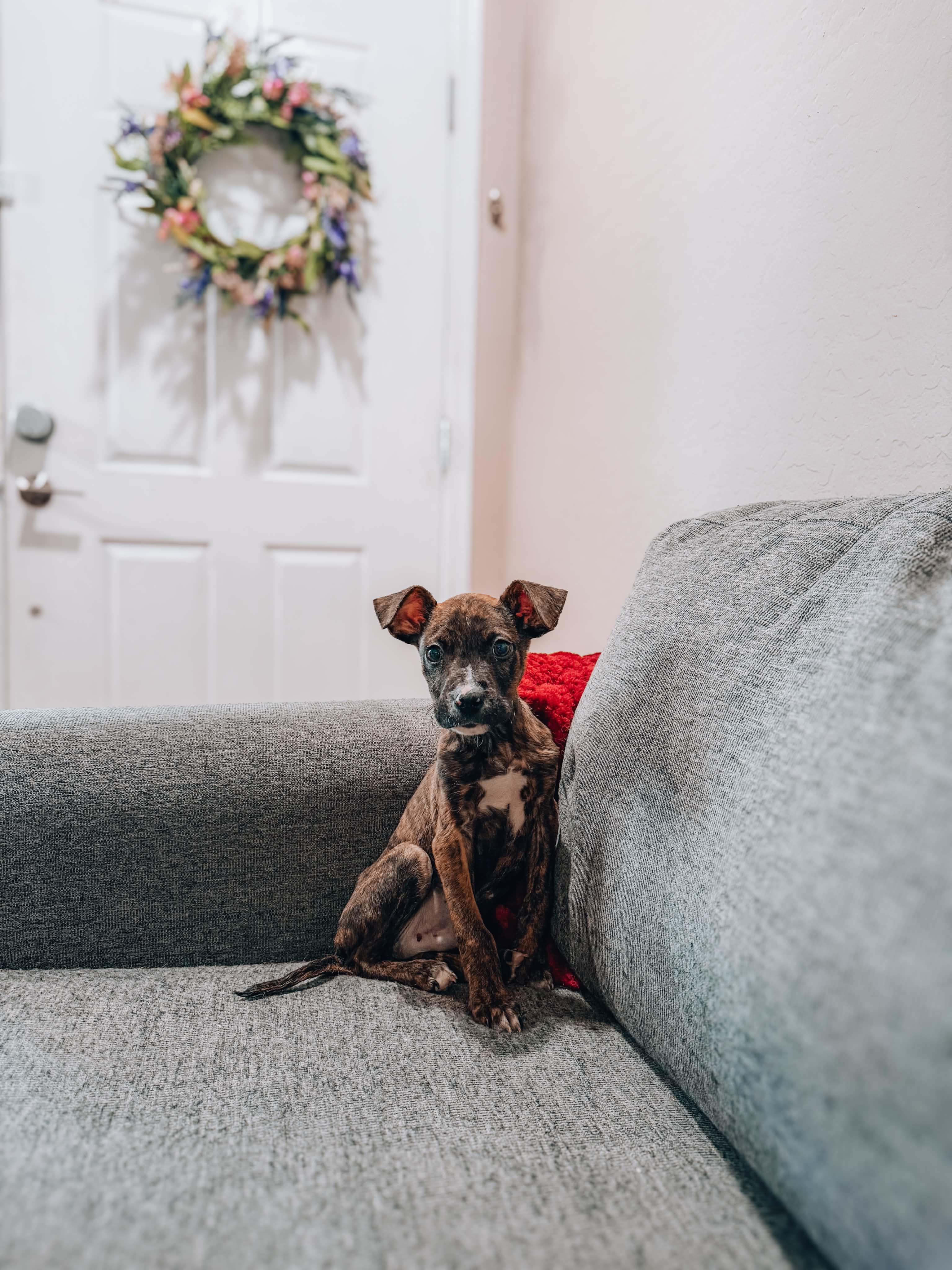 Charlie, ADOPTABLE, Puppy Male Terrier.