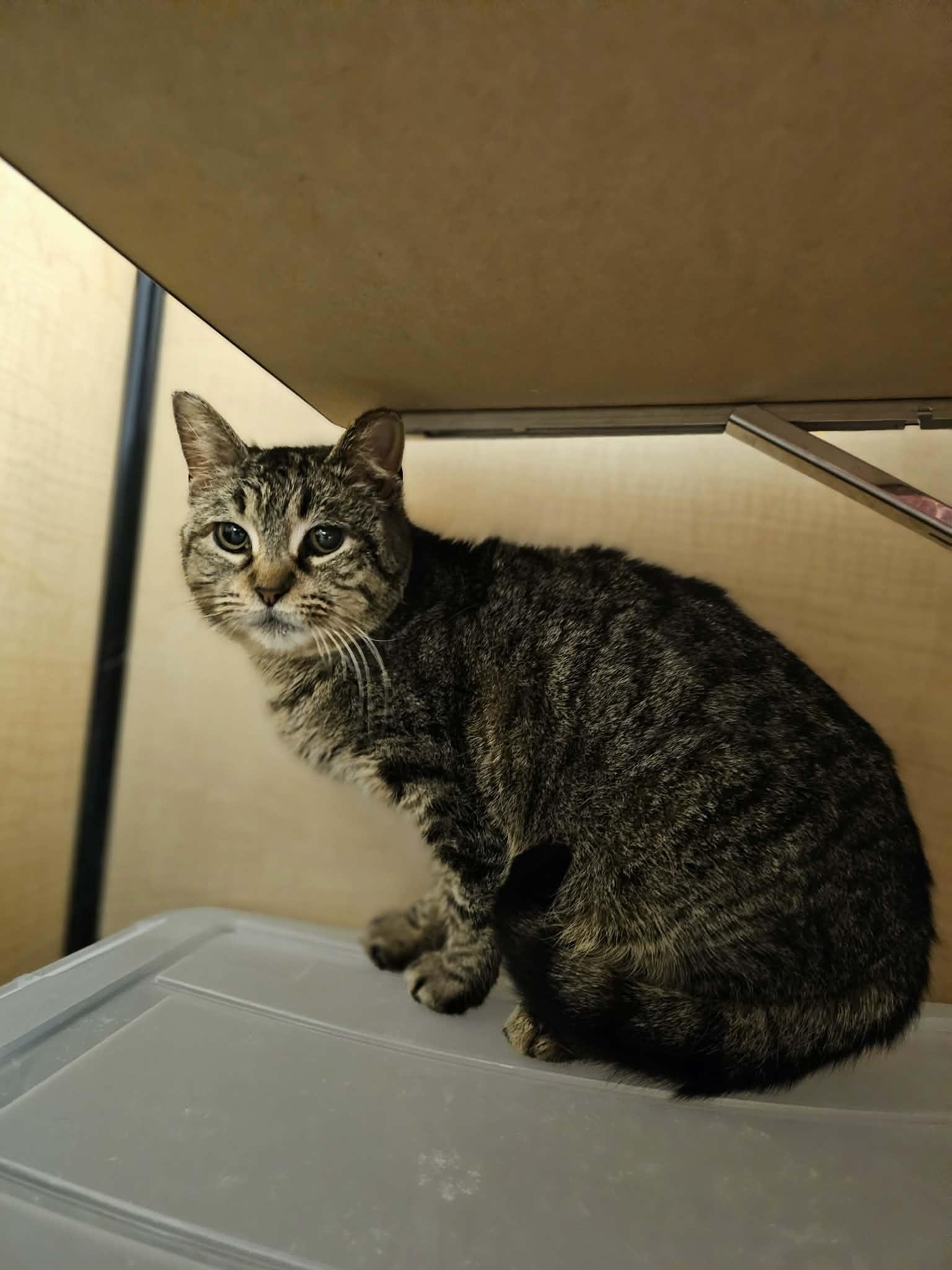 Tabitha, Adopted, Adult Female Domestic Short Hair.
