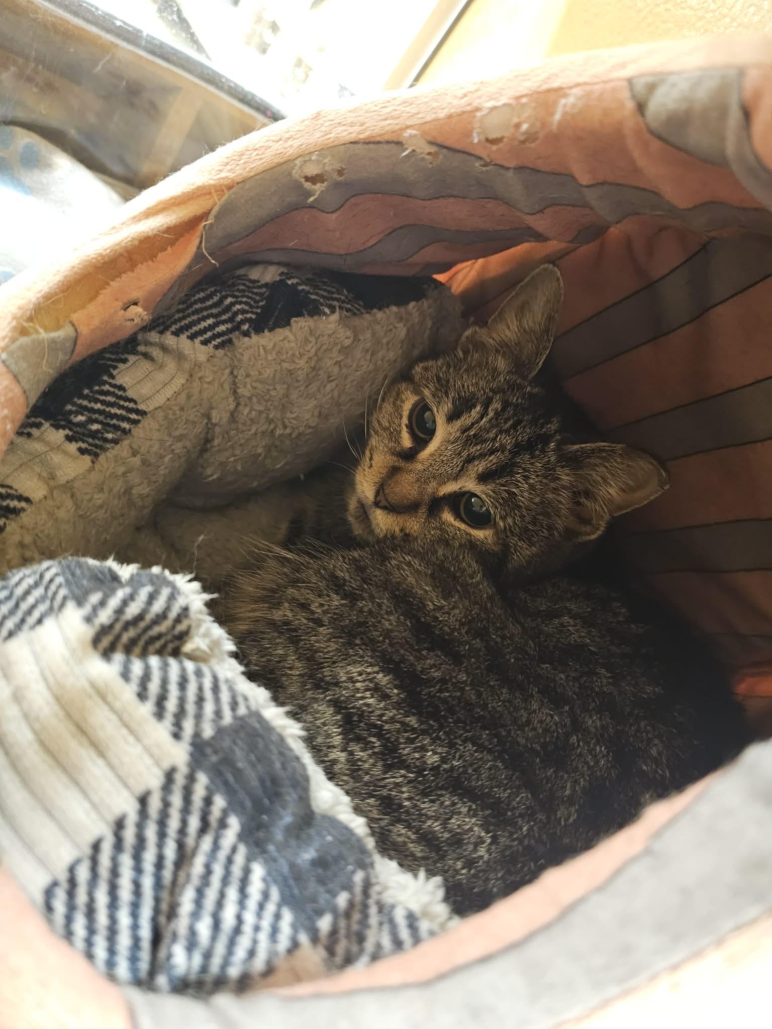 Enlarge Tabitha, a Adopted Domestic Short Hair in hinckley, IL image 2/2