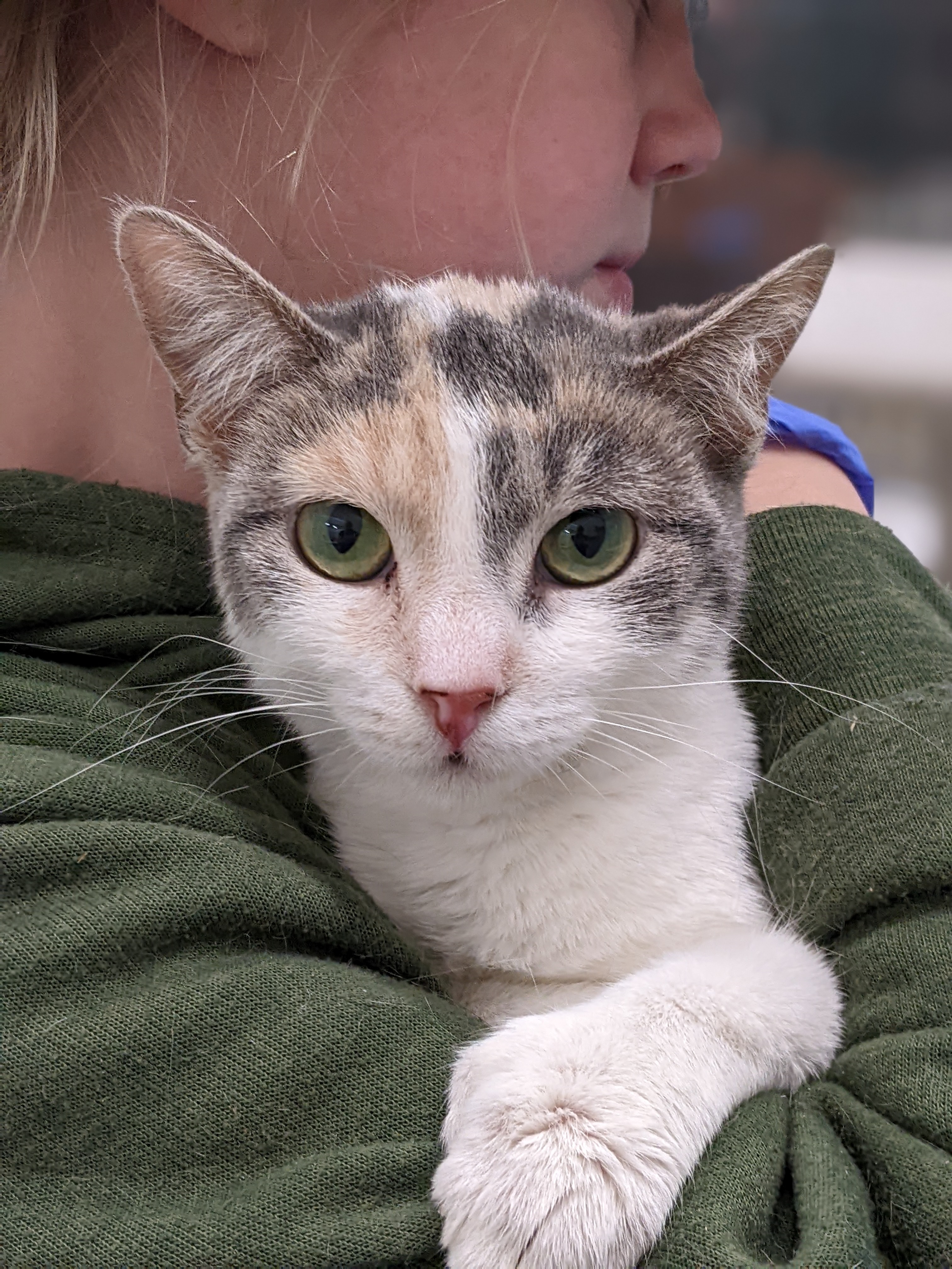 Heather, a Adopted mixed breed in Tilton, IL image 2/4