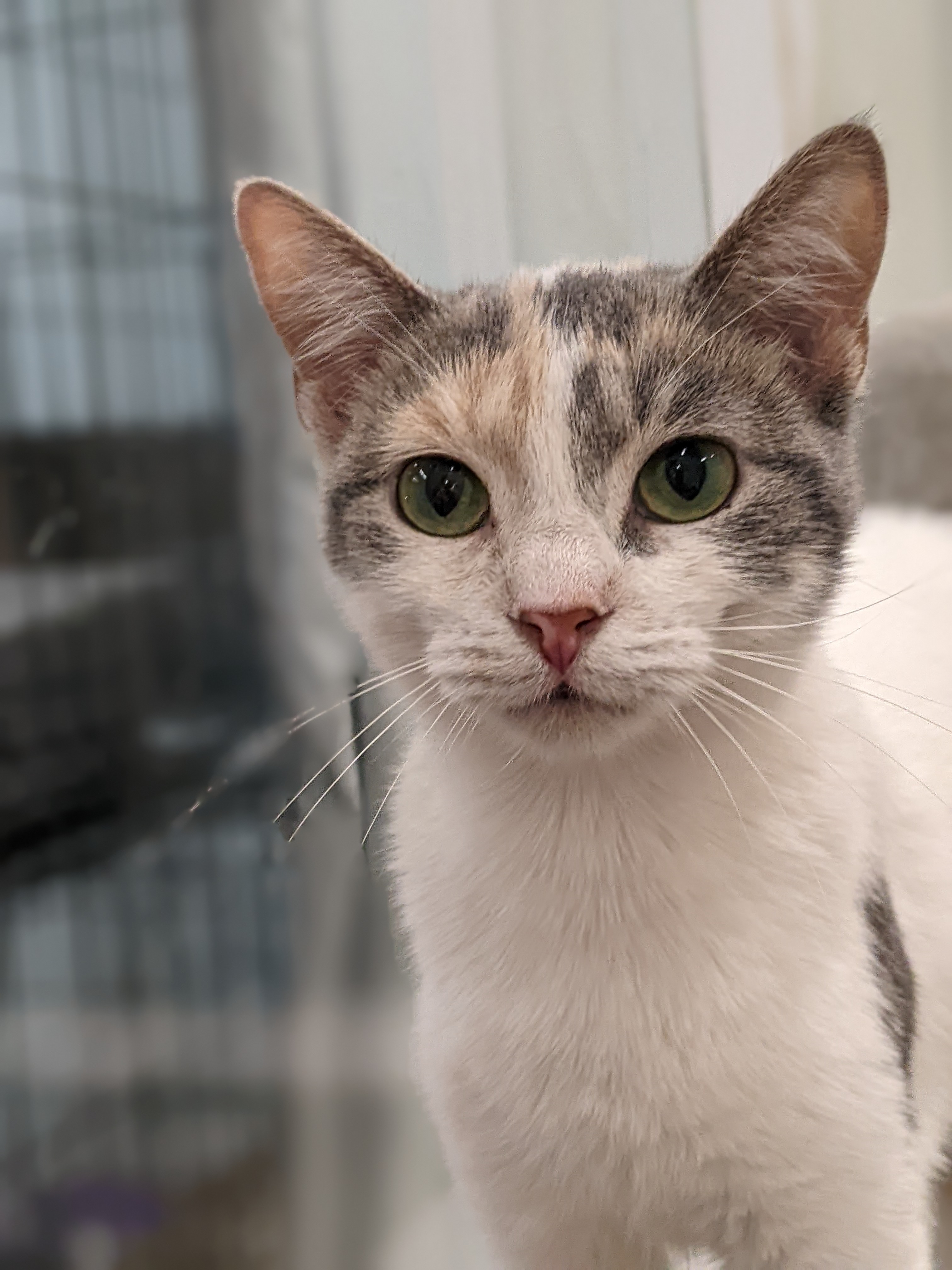 Heather, a Adopted mixed breed in Tilton, IL image 3/4