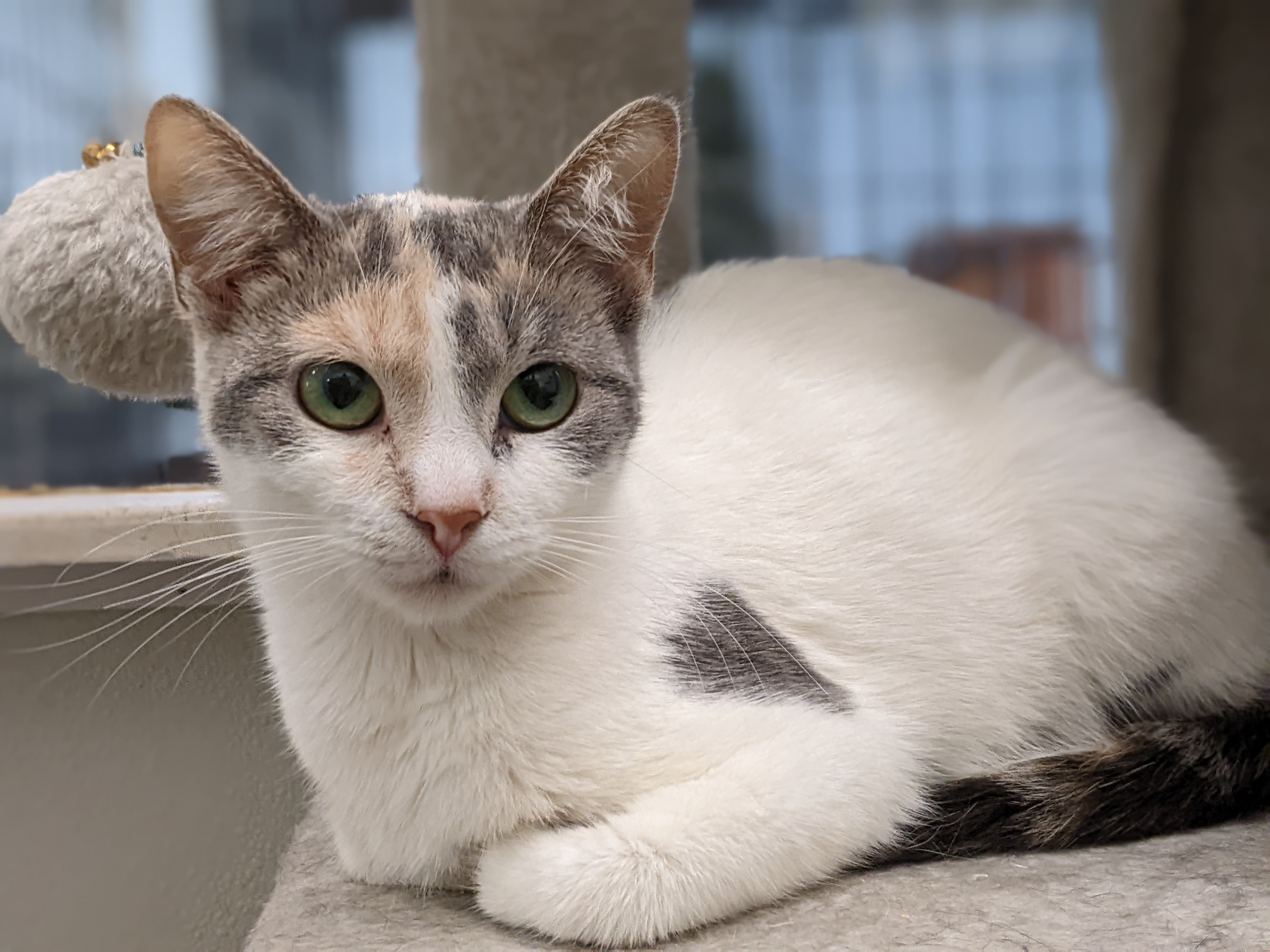 Heather, a Adopted mixed breed in Tilton, IL image 1/4