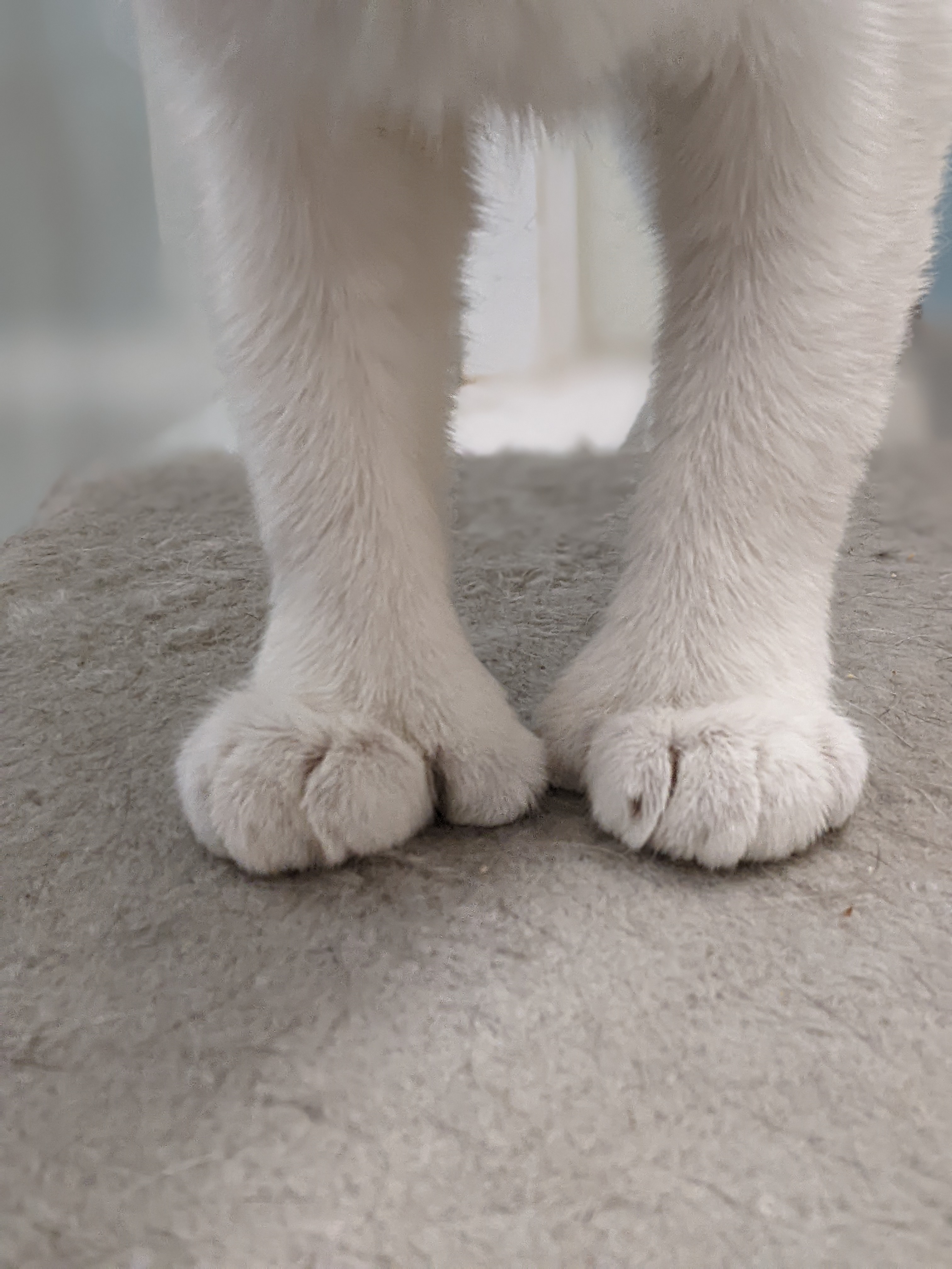 Heather, a Adopted mixed breed in Tilton, IL image 4/4