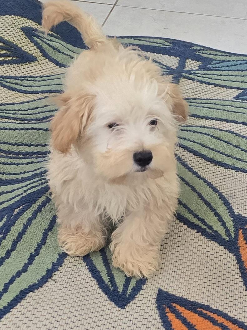 Enlarge Nahir, a ADOPTABLE Maltipoo in Fallbrook, CA image 1/6