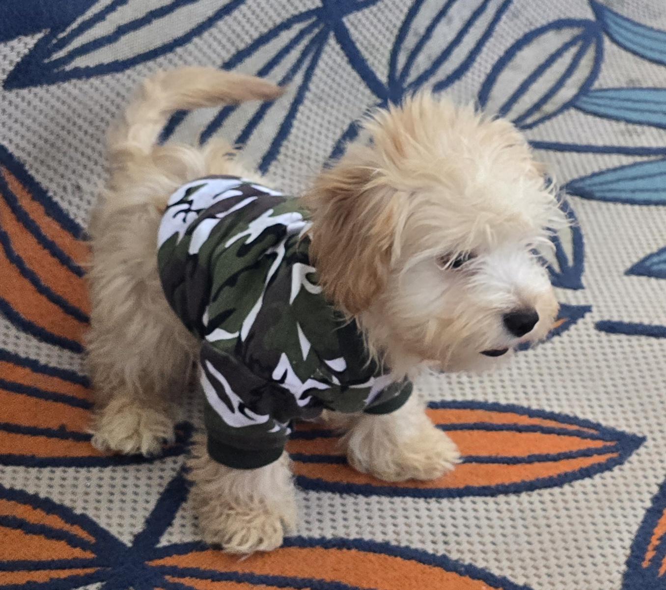 Enlarge Nahir, a ADOPTABLE Maltipoo in Fallbrook, CA image 3/6