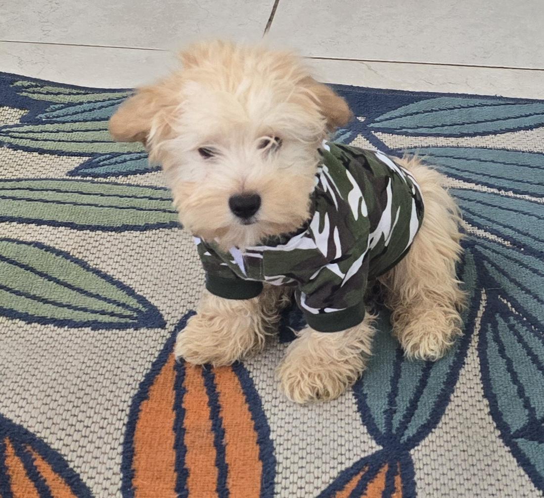 Enlarge Nahir, a ADOPTABLE Maltipoo in Fallbrook, CA image 2/6