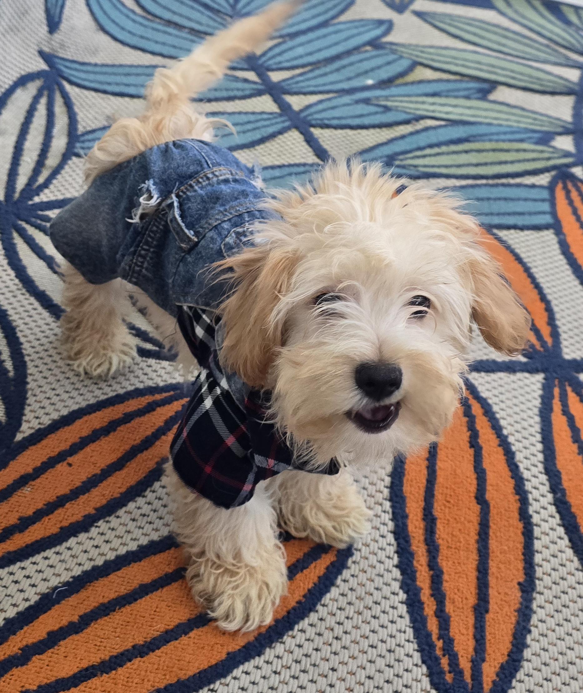 Enlarge Nahir, a ADOPTABLE Maltipoo in Fallbrook, CA image 5/6