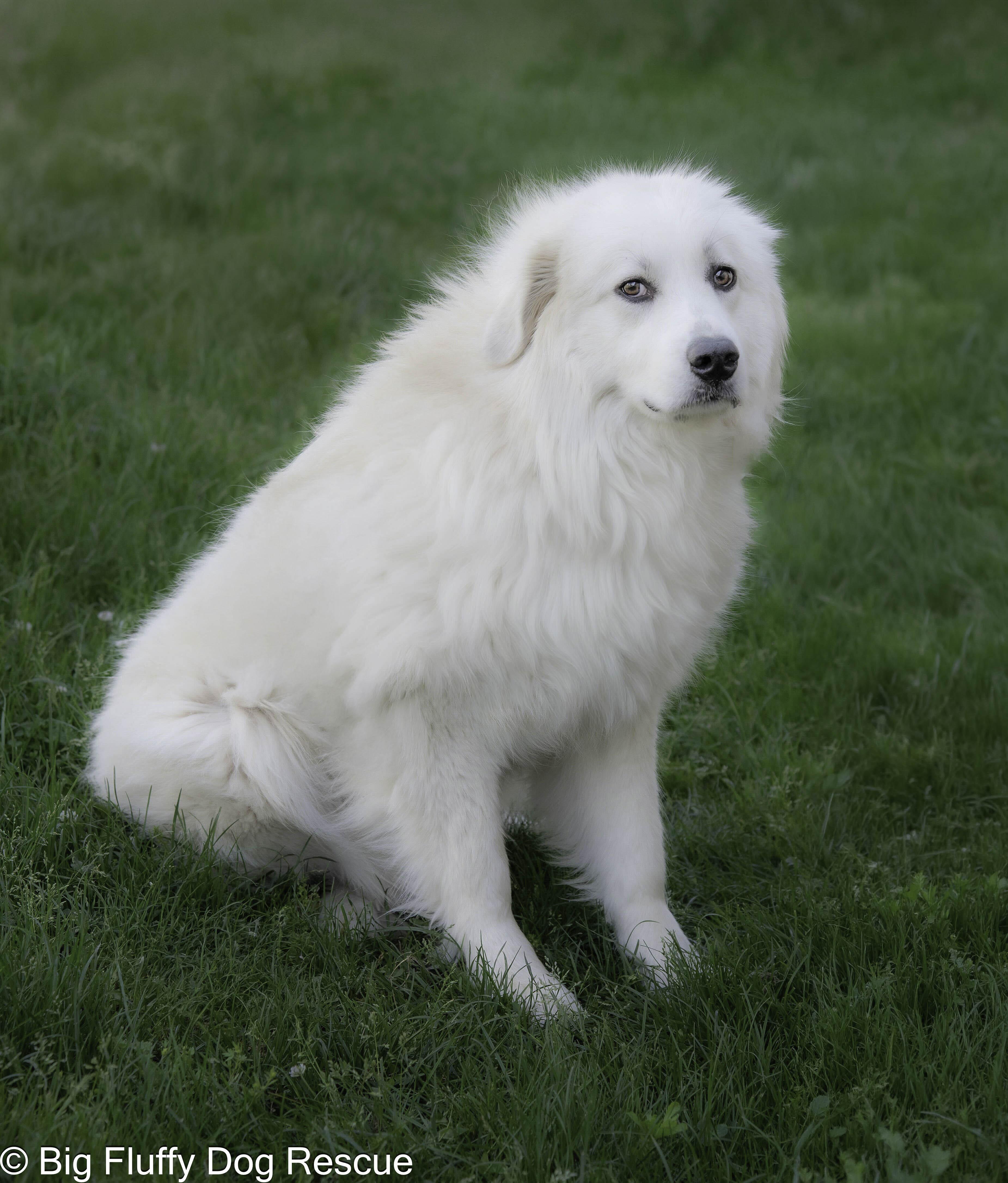 Enlarge Evie, a Adoptable Great Pyrenees in Pewaukee, WI image 2/4