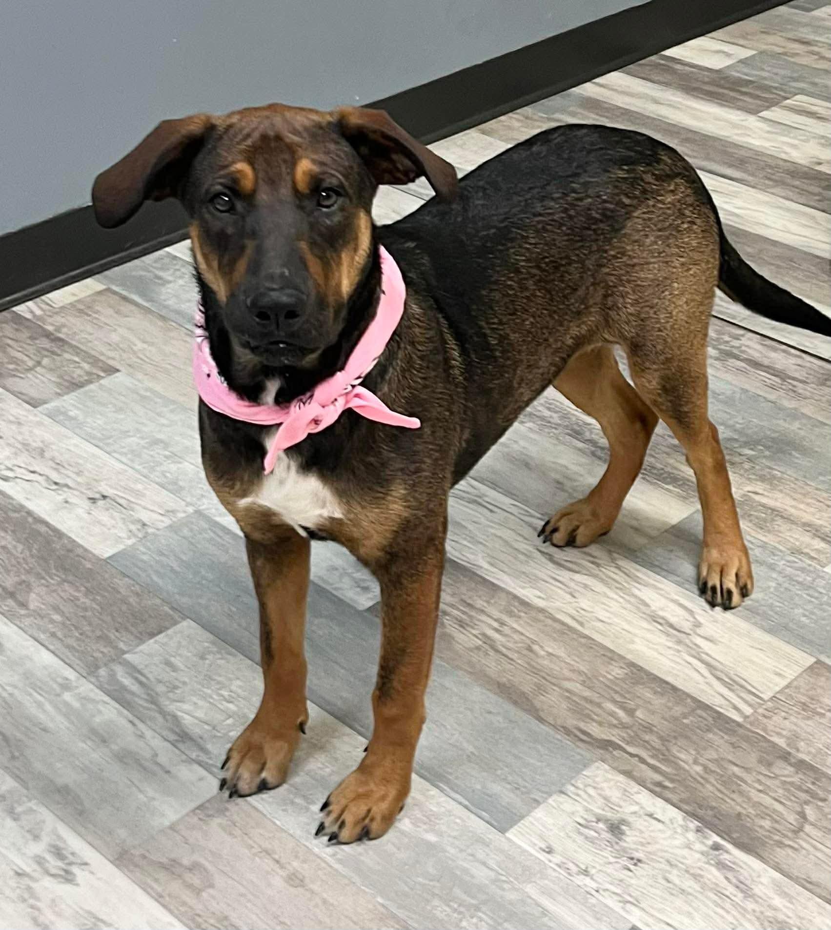 Brownie, Adoptable, Young Female Black Mouth Cur.