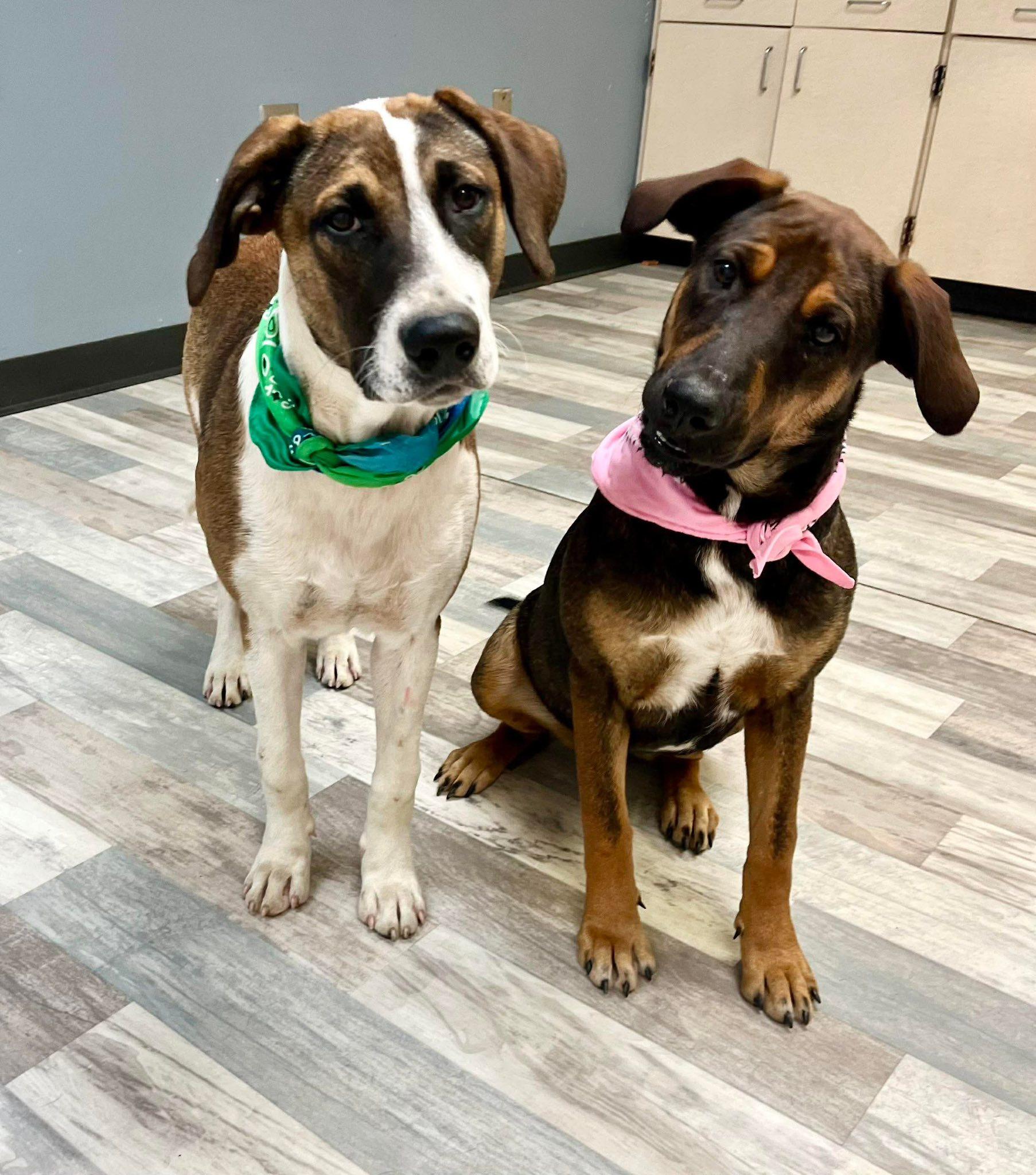 Enlarge Brownie, a Adoptable mixed breed in Elkhorn, WI image 2/4