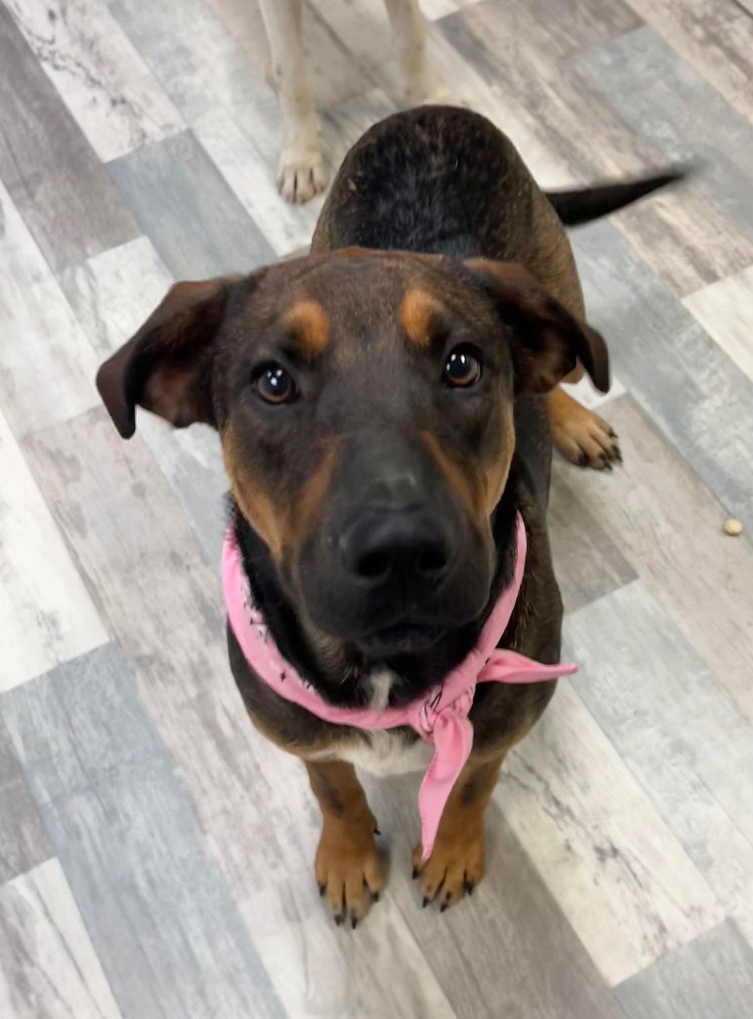 Enlarge Brownie, a Adoptable mixed breed in Elkhorn, WI image 3/4