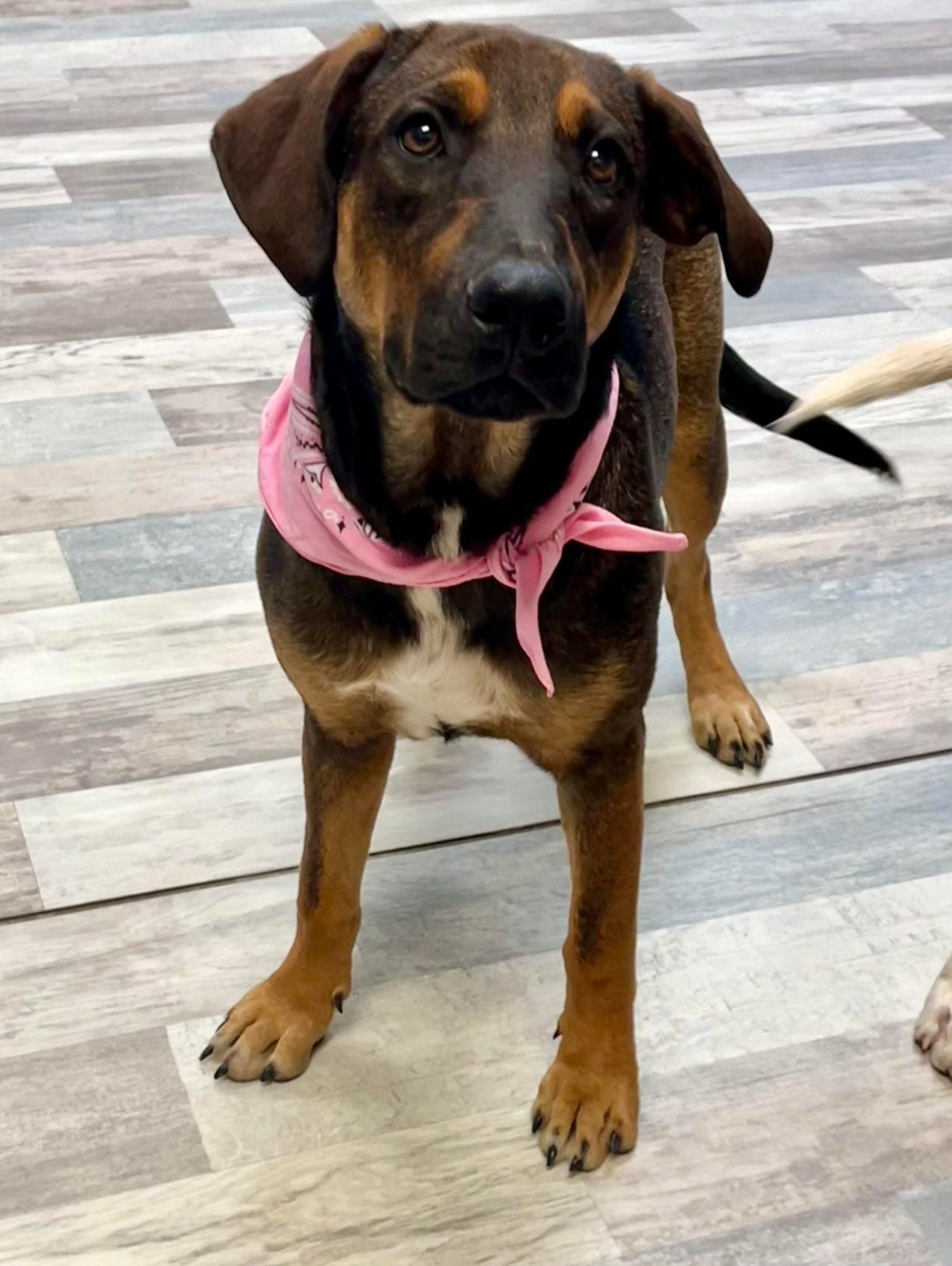 Enlarge Brownie, a Adoptable mixed breed in Elkhorn, WI image 4/4