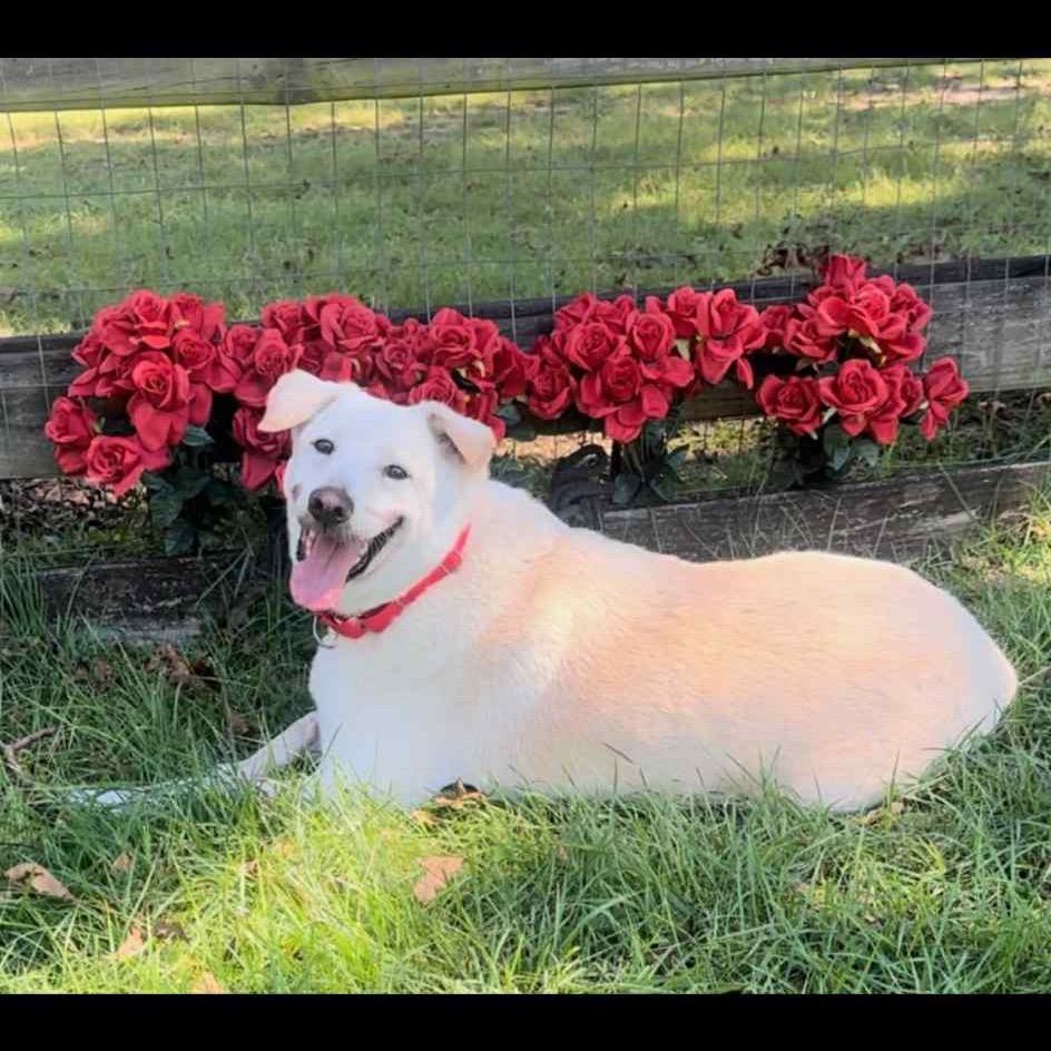 Enlarge DANNY, a Adoptable mixed breed in Cordova, TN image 2/5