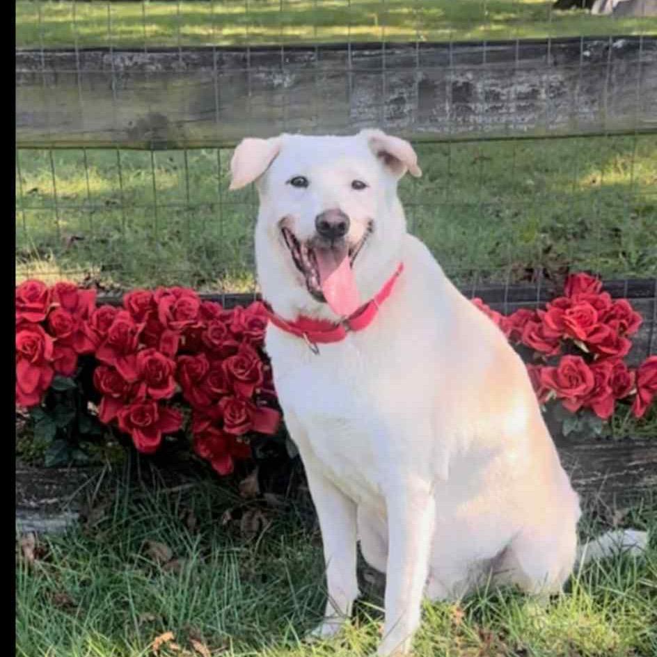 Enlarge DANNY, a Adoptable mixed breed in Cordova, TN image 3/5
