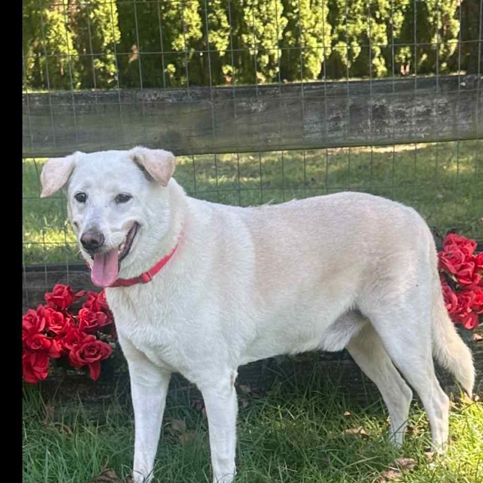 Enlarge DANNY, a Adoptable mixed breed in Cordova, TN image 4/5