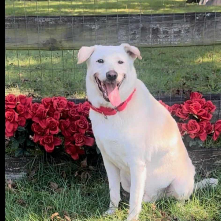 Enlarge DANNY, a Adoptable mixed breed in Cordova, TN image 5/5
