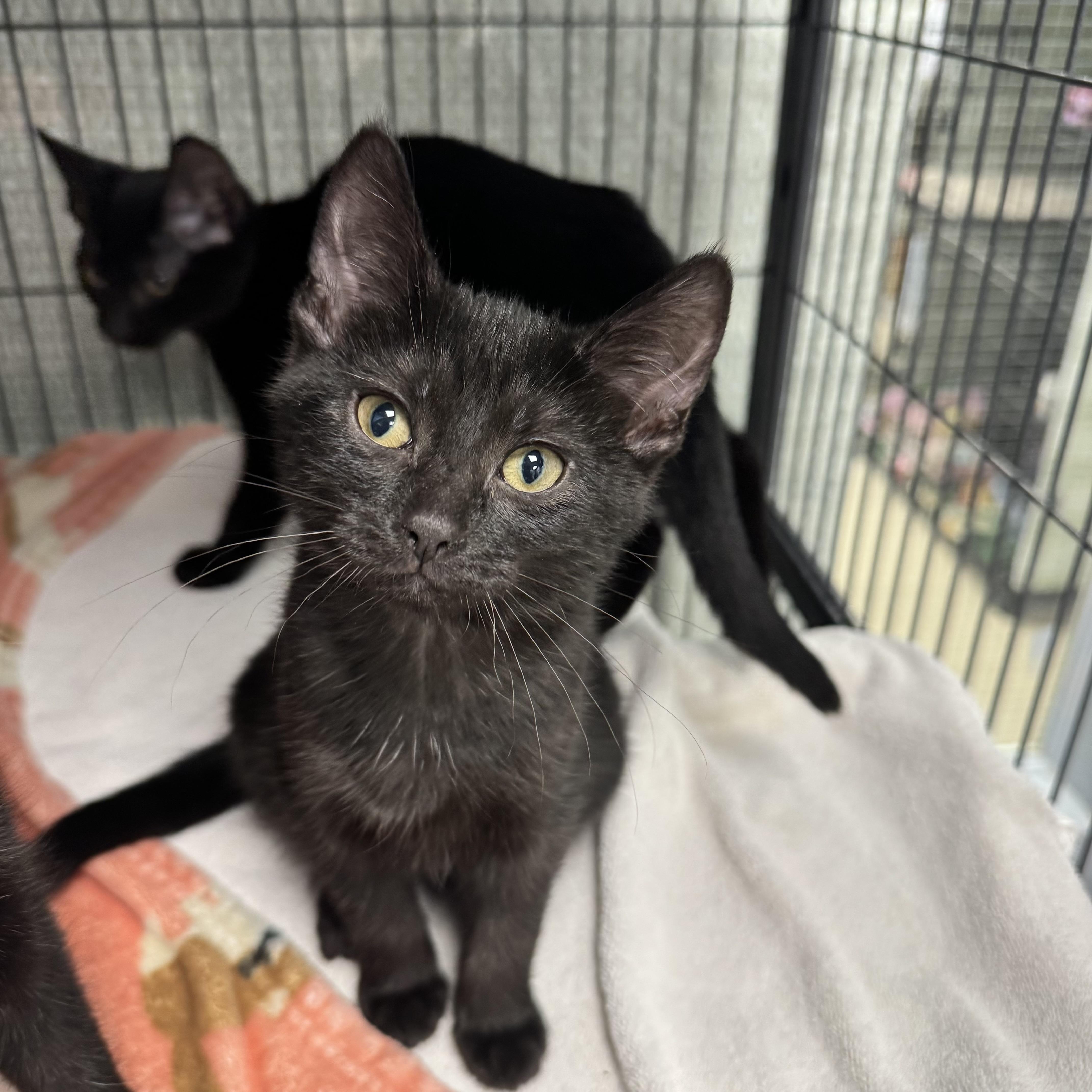 Nora, adopted, Young Female Domestic Short Hair.