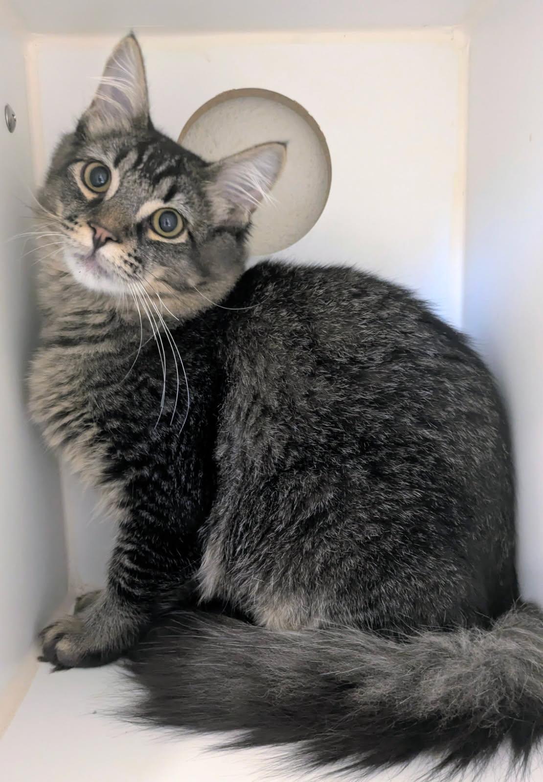 Enlarge Twilight and Dusk, a ADOPTABLE mixed breed in Eureka, CA image 4/4