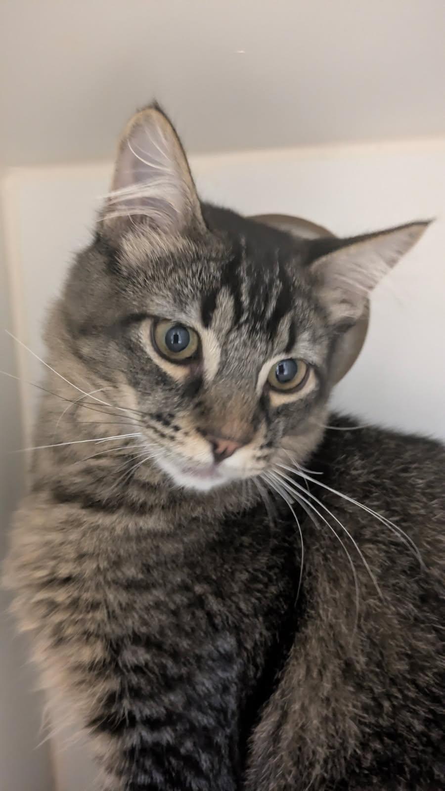 Dusk, adoptable, Kitten Male Domestic Medium Hair.