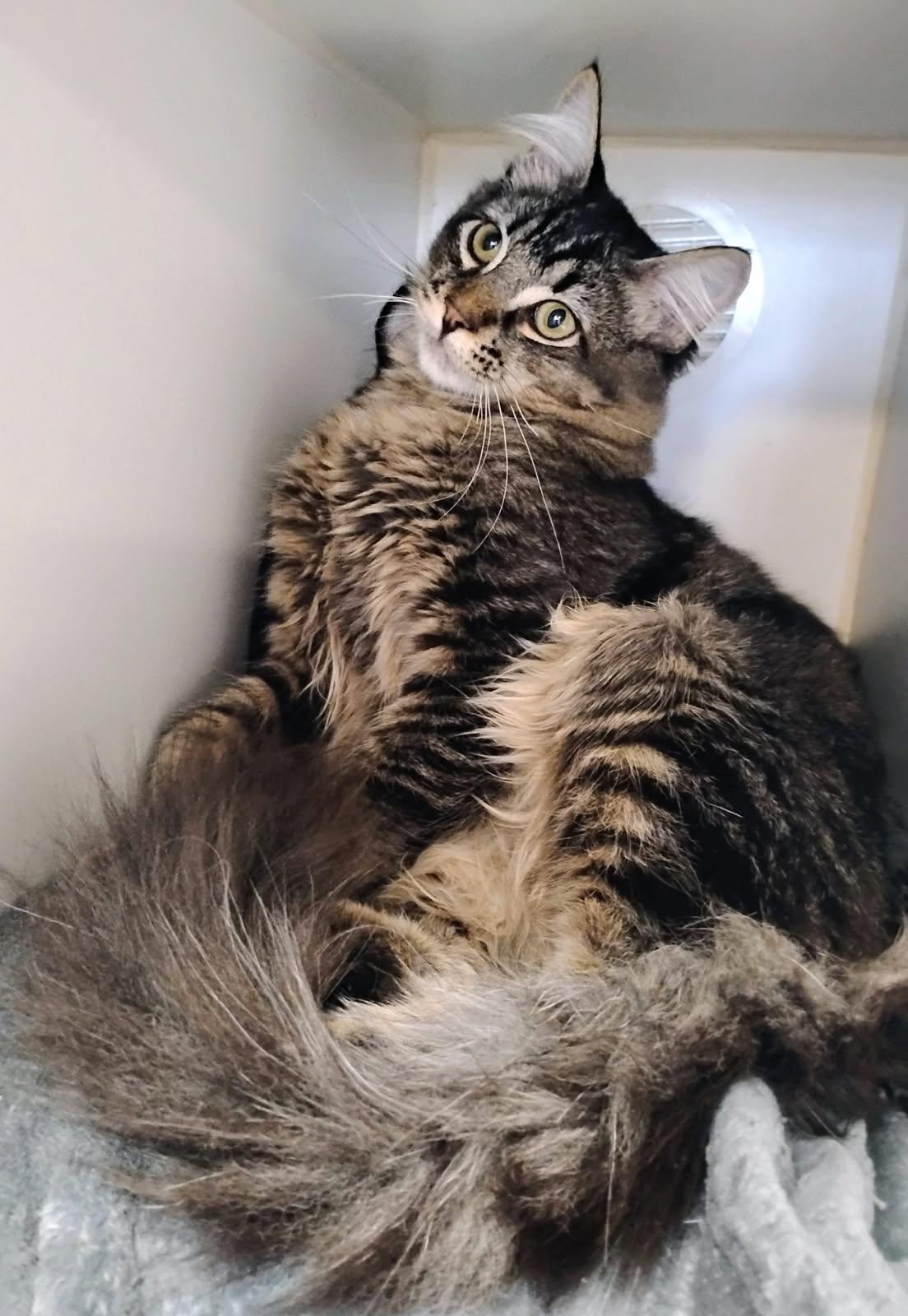 Twilight and Dusk, ADOPTABLE, Young Male Domestic Medium Hair.