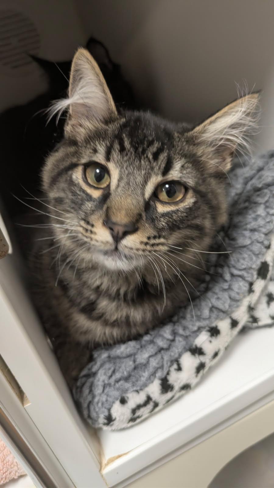 Enlarge Twilight and Dusk, a ADOPTABLE mixed breed in Eureka, CA image 2/4