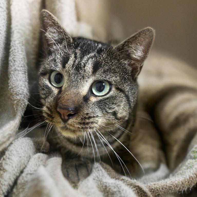 Enlarge Scruffy, a Adoptable Domestic Short Hair in Mocksville, NC image 1/4