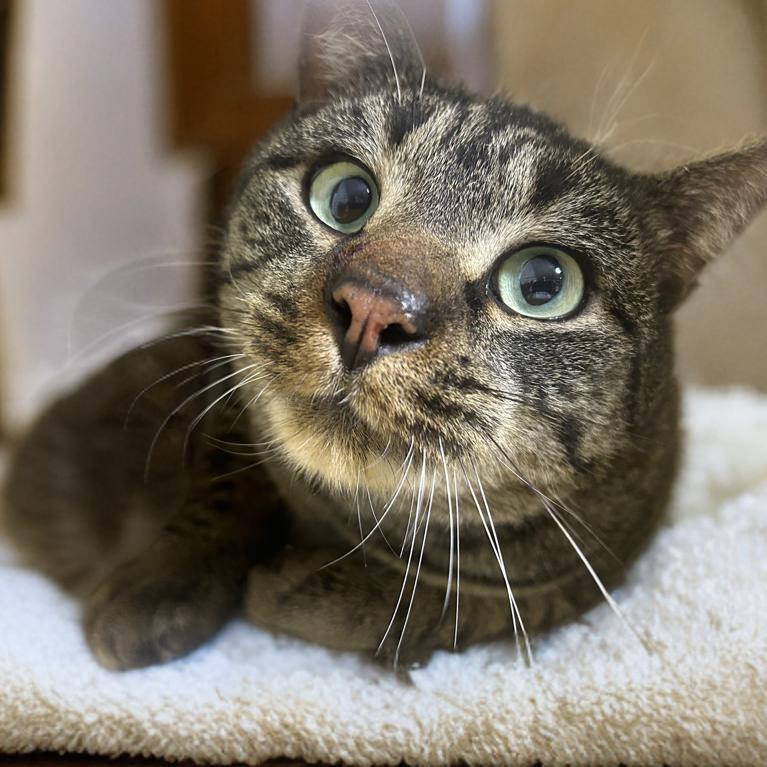 Enlarge Scruffy, a Adoptable Domestic Short Hair in Mocksville, NC image 3/4