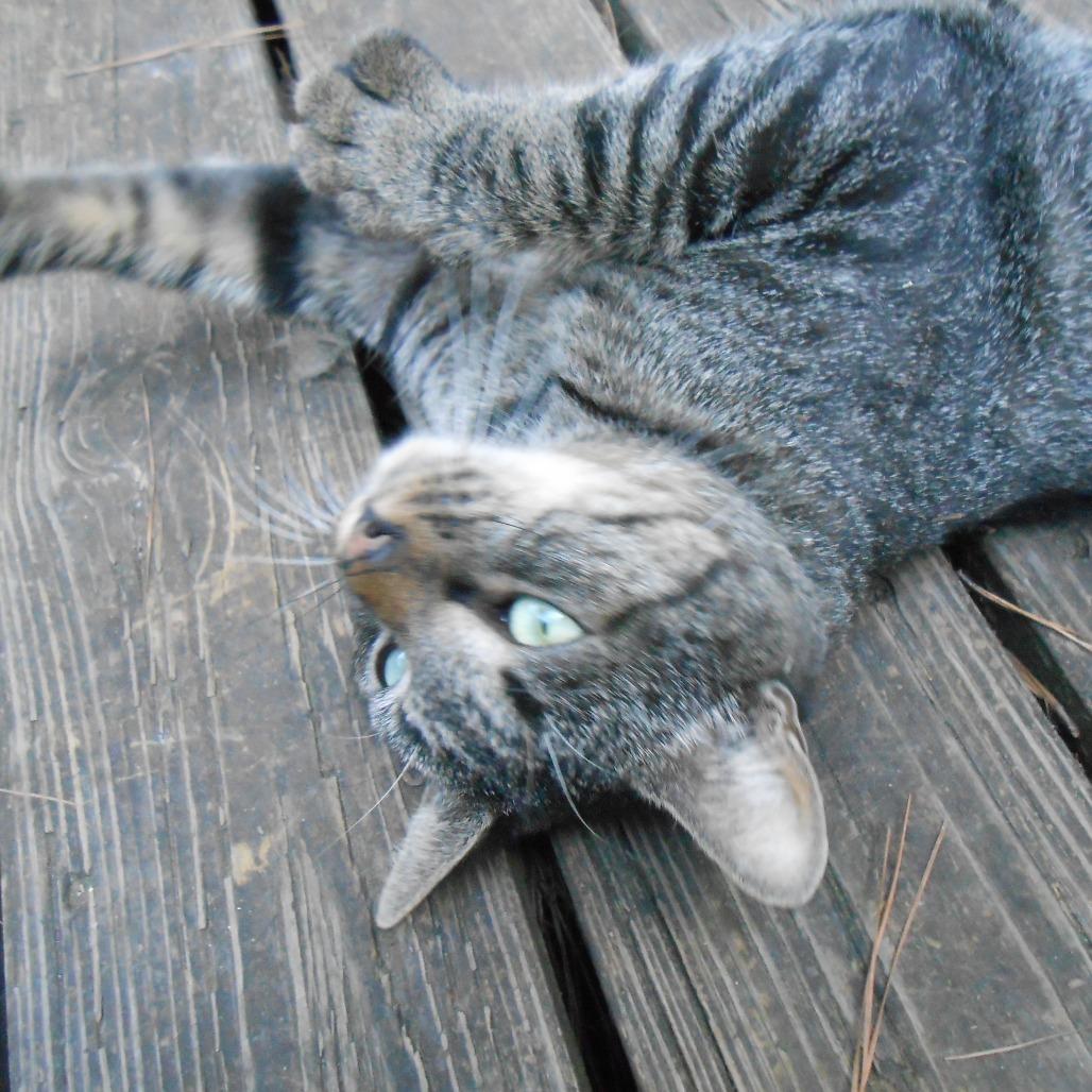 Enlarge Scruffy, a Adoptable Domestic Short Hair in Mocksville, NC image 2/2