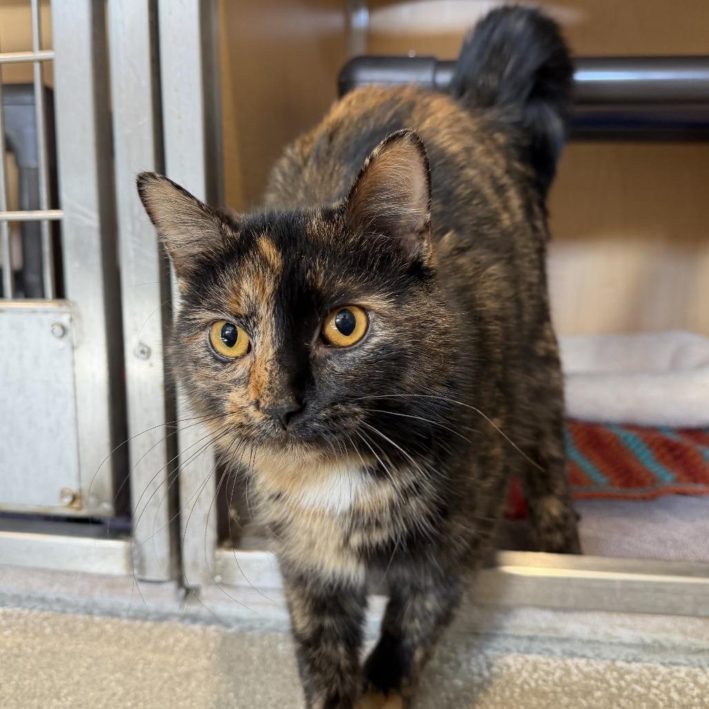 Crayola, Adoptable, Adult Female Domestic Short Hair.