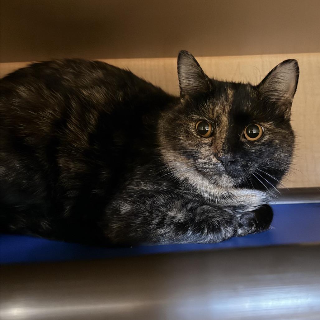 Crayola, Adoptable, Adult Female Domestic Short Hair.