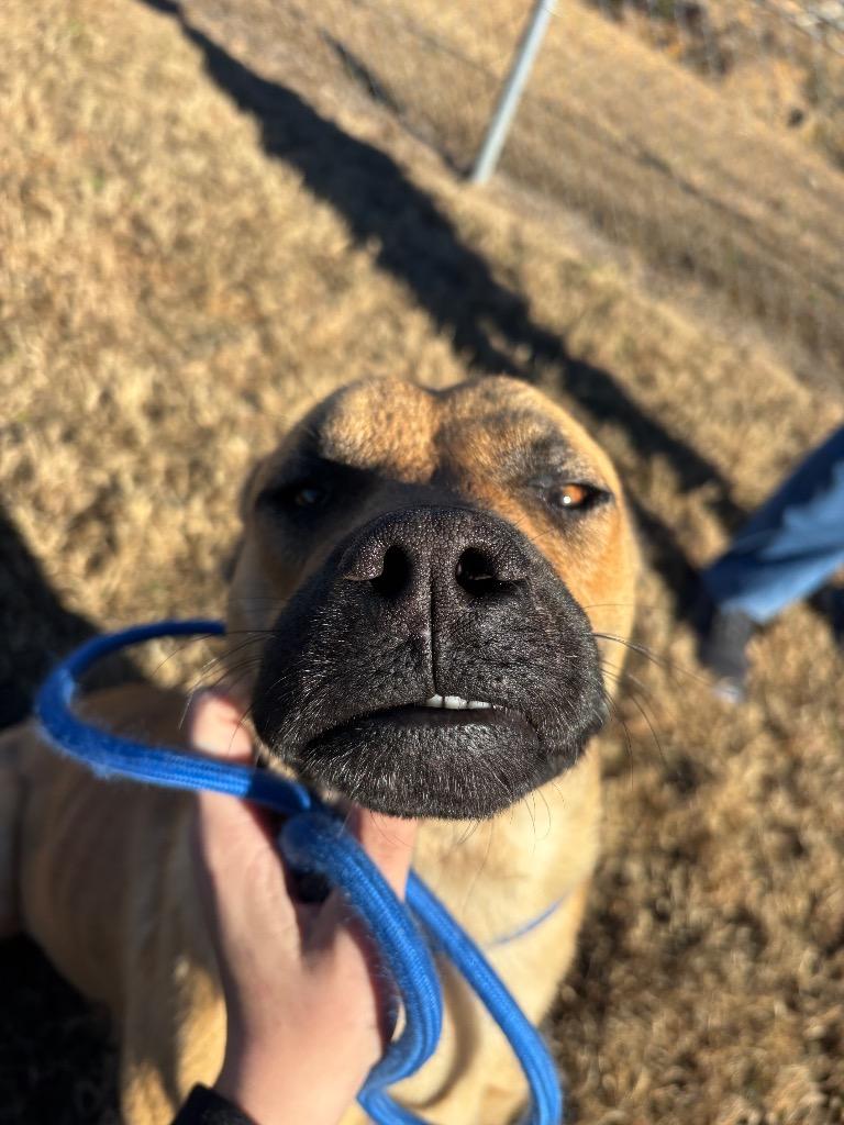 Adam, Adoptable, Young Male Black Mouth Cur & Mixed Breed.