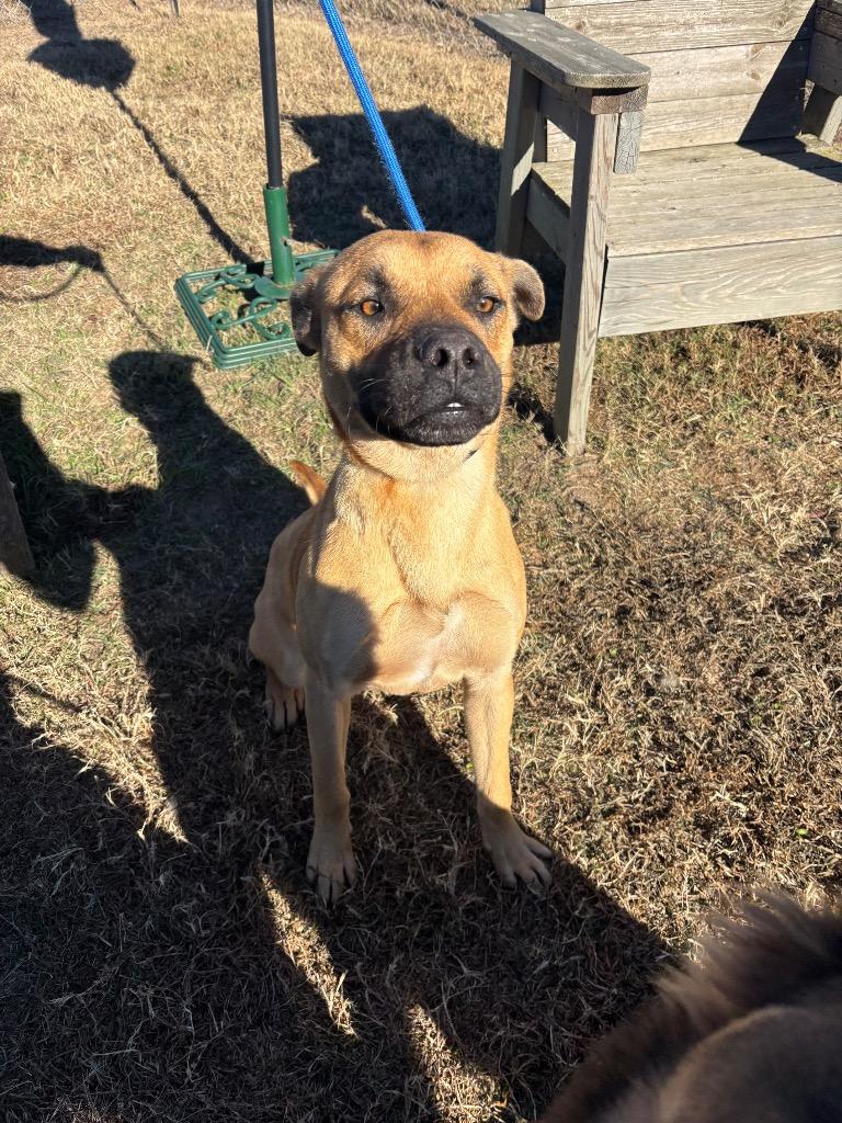 Enlarge Adam, a Adoptable mixed breed in Metter, GA image 2/2