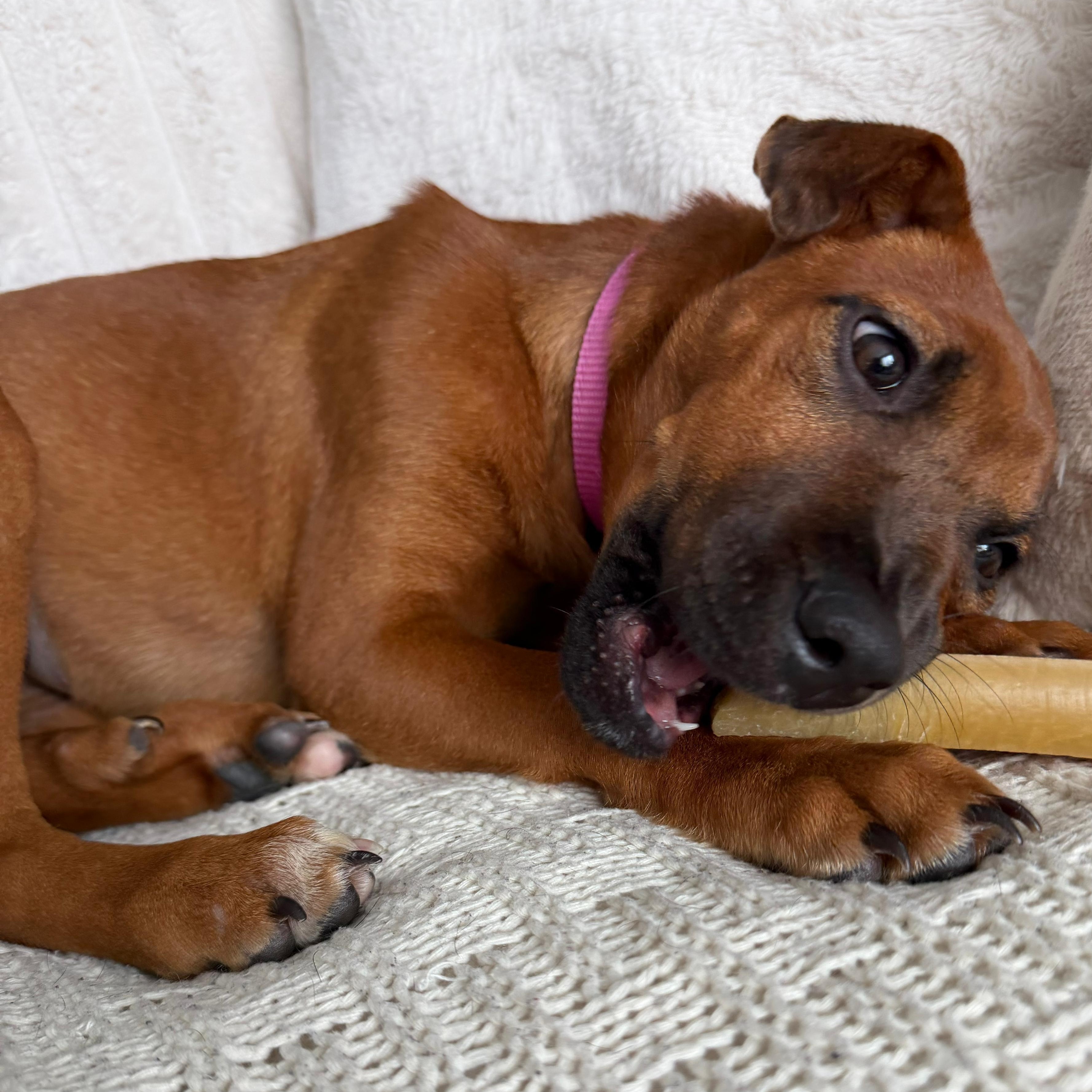 Enlarge Nicole, a Adoptable mixed breed in Baldwin, MD image 6/6