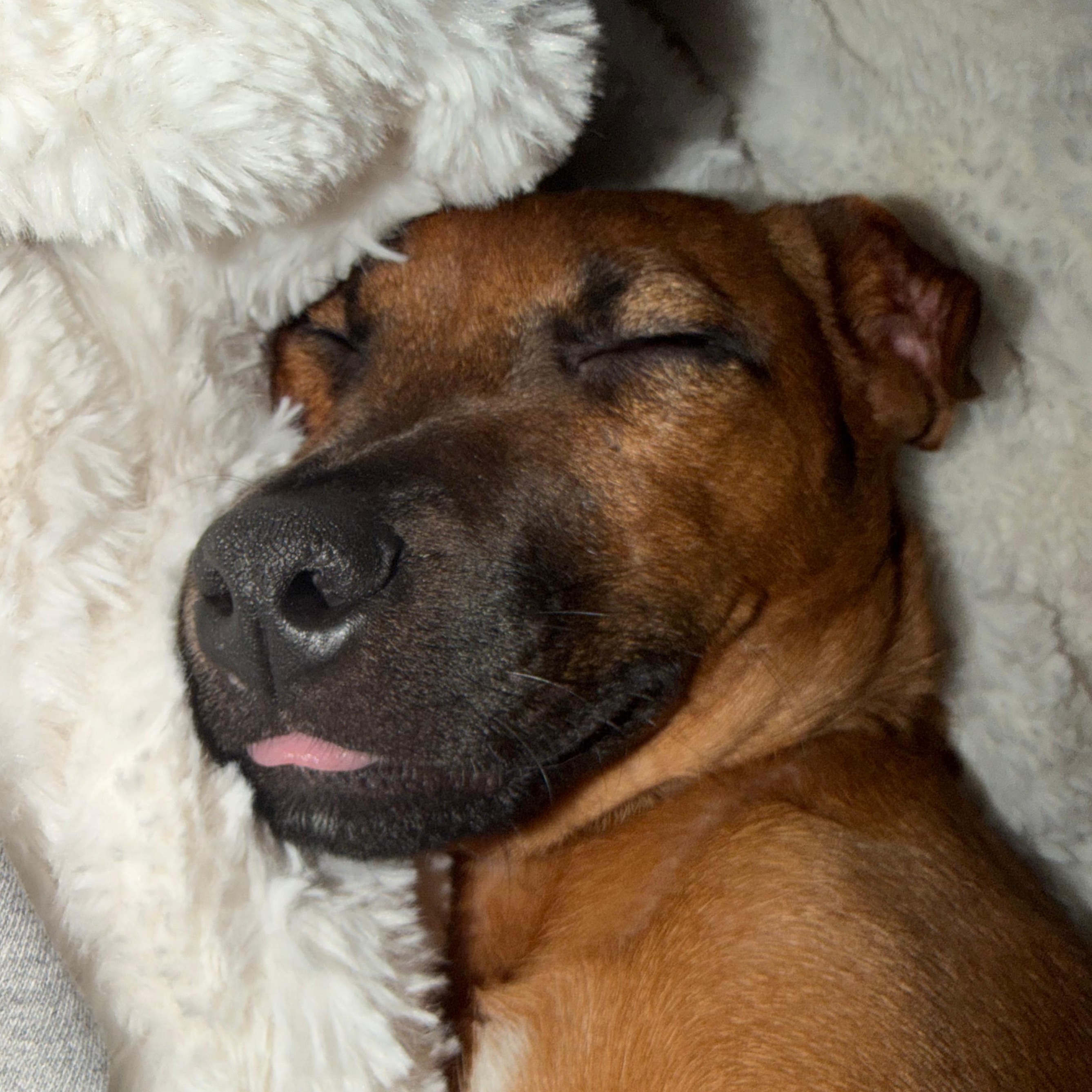 Enlarge Nicole, a Adoptable mixed breed in Baldwin, MD image 5/6