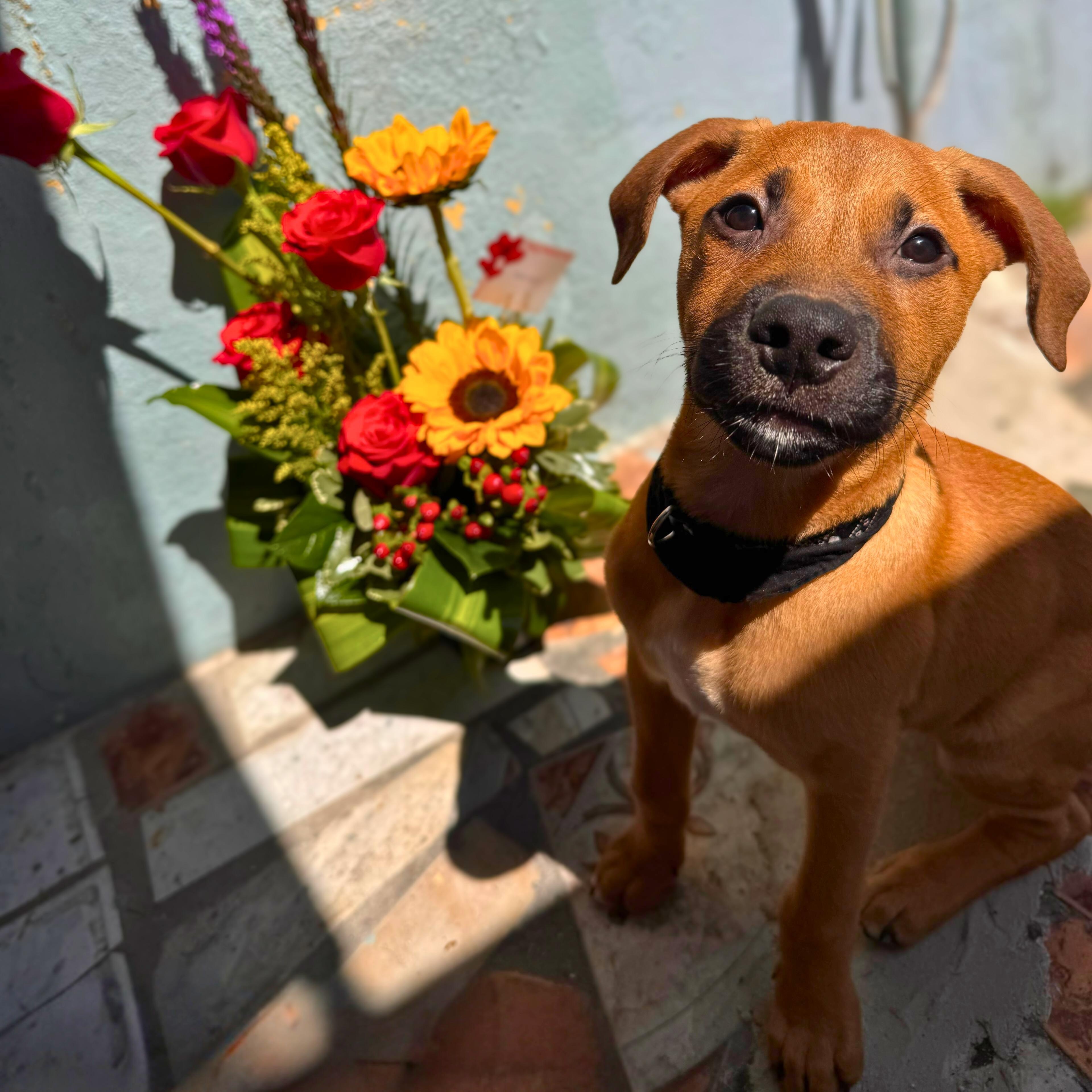 Enlarge Nicole, a Adoptable mixed breed in Baldwin, MD image 1/6