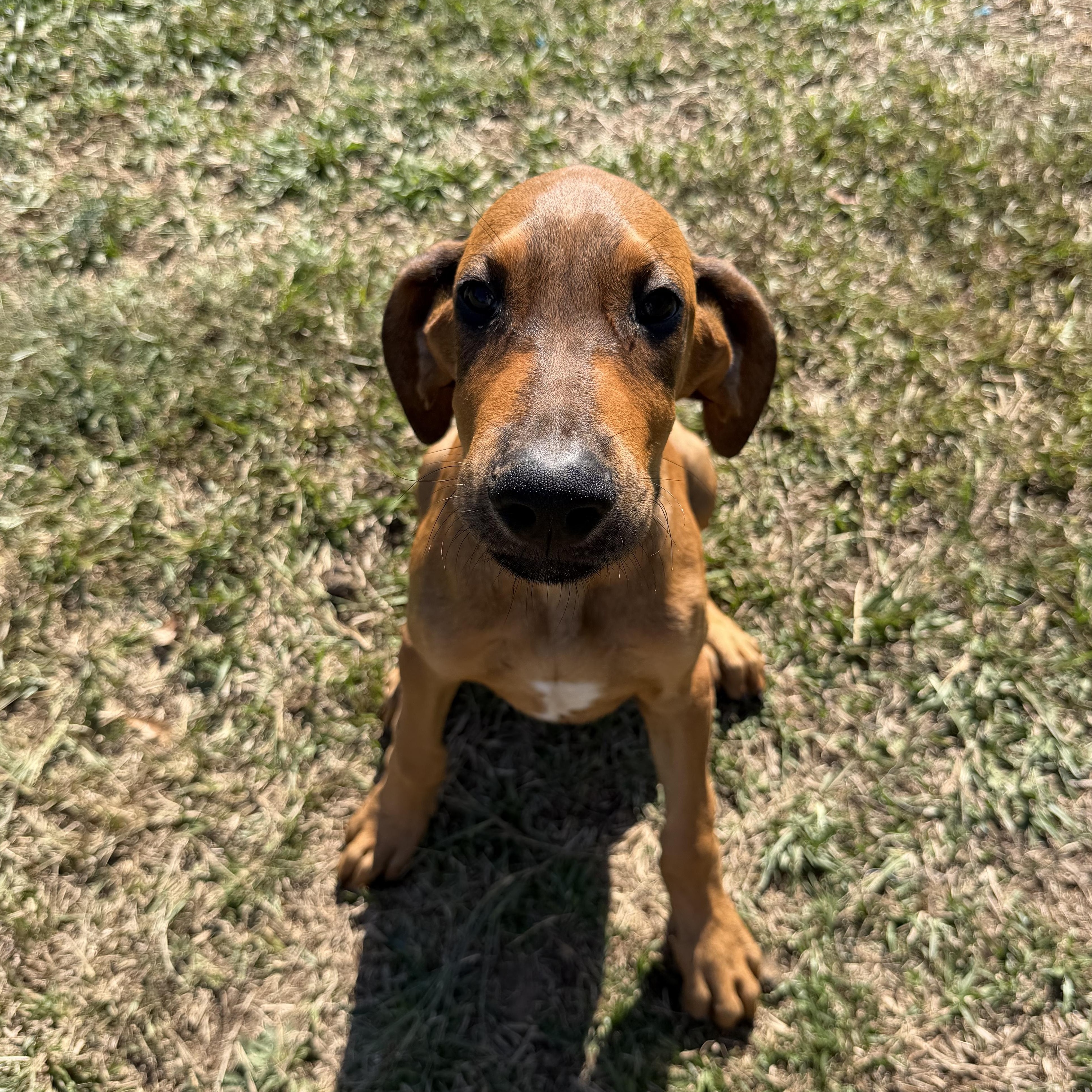 Enlarge Girl 4, a Adoptable mixed breed in Williamston, SC image 1/1