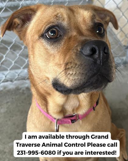 Terra 4668, Adoptable, Adult Female Mixed Breed & Mixed Breed.